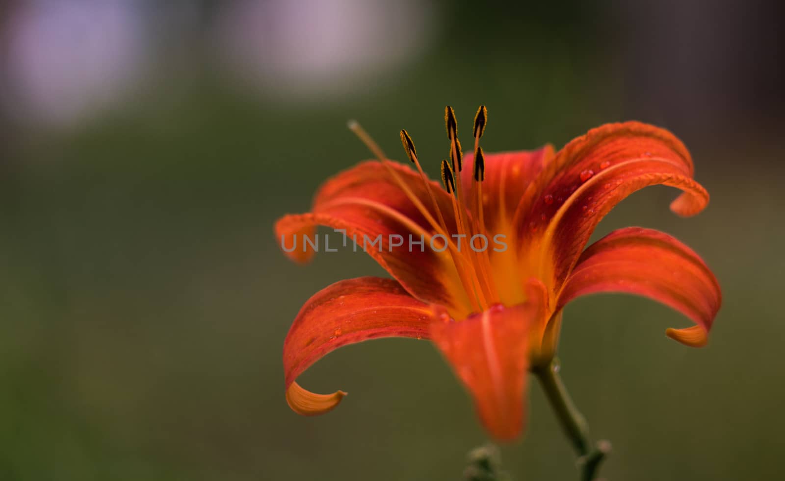 Orange lily flower after rain in macro. Photo taken in garden
