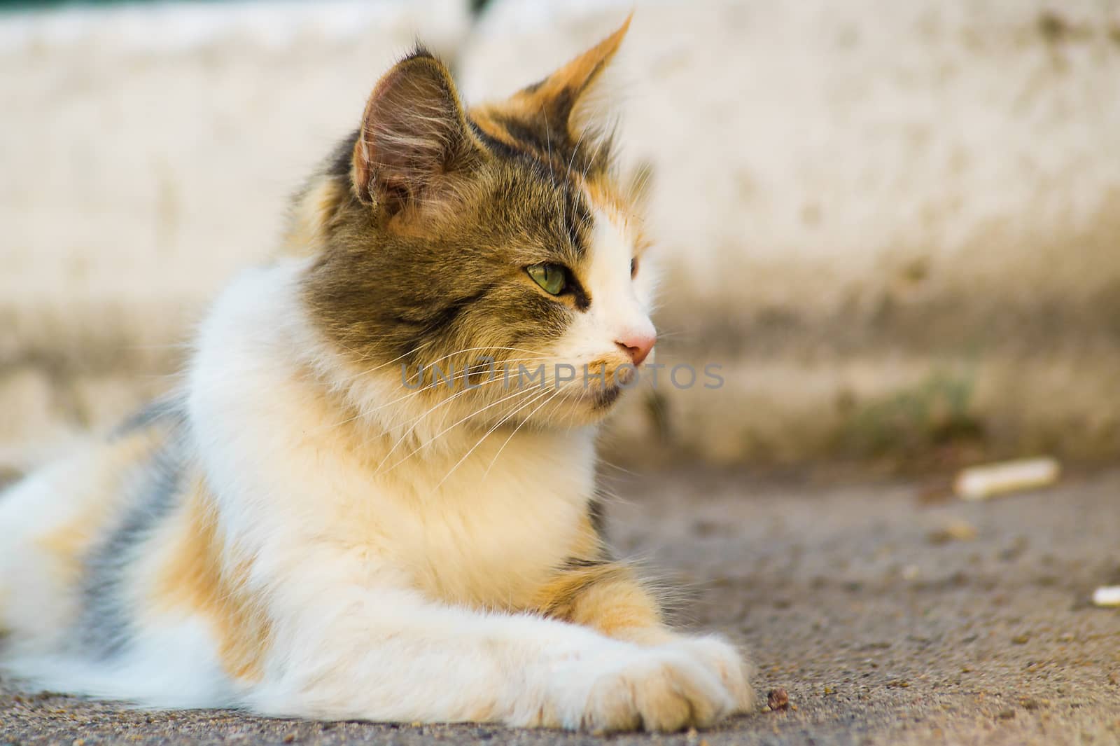 Three-masculine cat lies on asphalt and looks to the right. The cat looks calm.