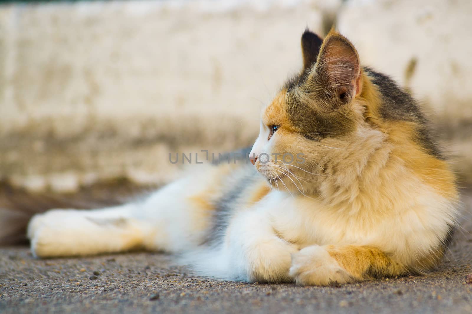 Three-masculine cat lies on asphalt and looks to the left. The cat looks calm and keep calm.