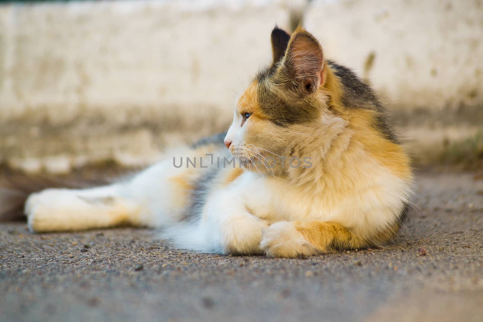 Three-masculine cat lies on asphalt and looks to the left. The cat looks calm and keep calm.