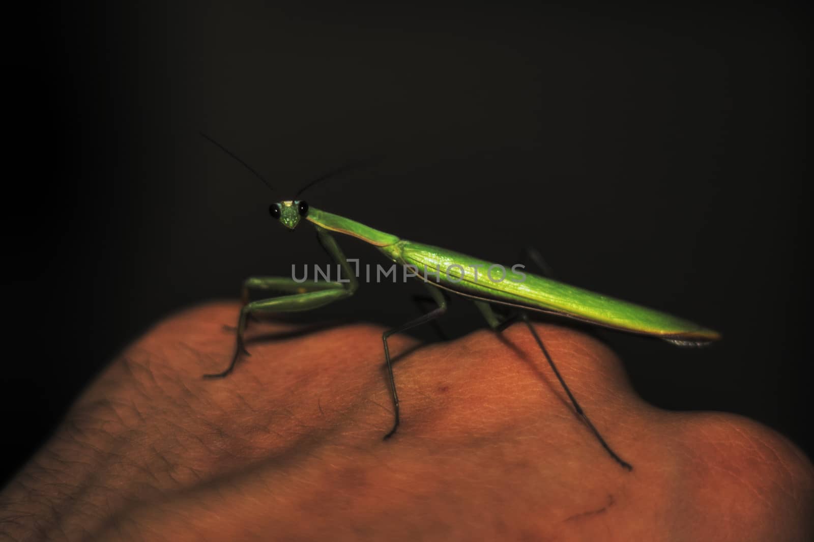 Female green mantis on the hand of a man. Close-up view. Dark background. Mantis looks to you.