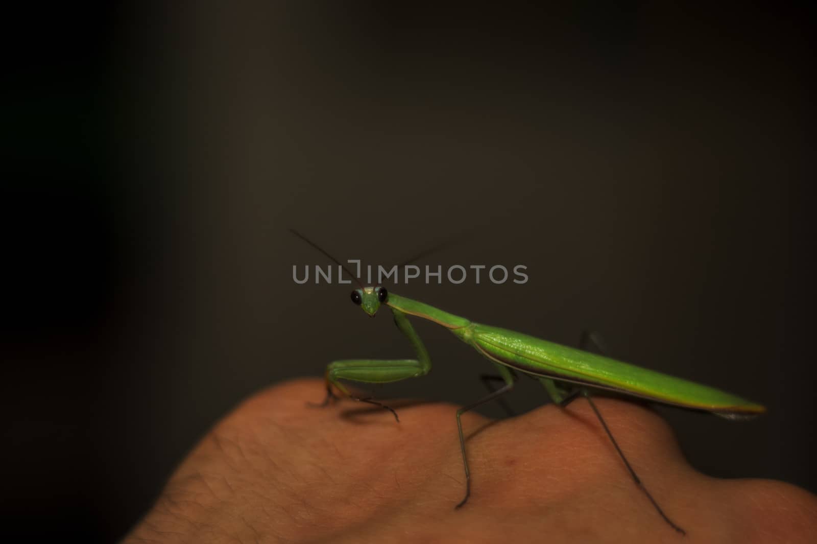 Female green mantis on the hand of a man. Close-up view. Dark background. Mantis looks to you.