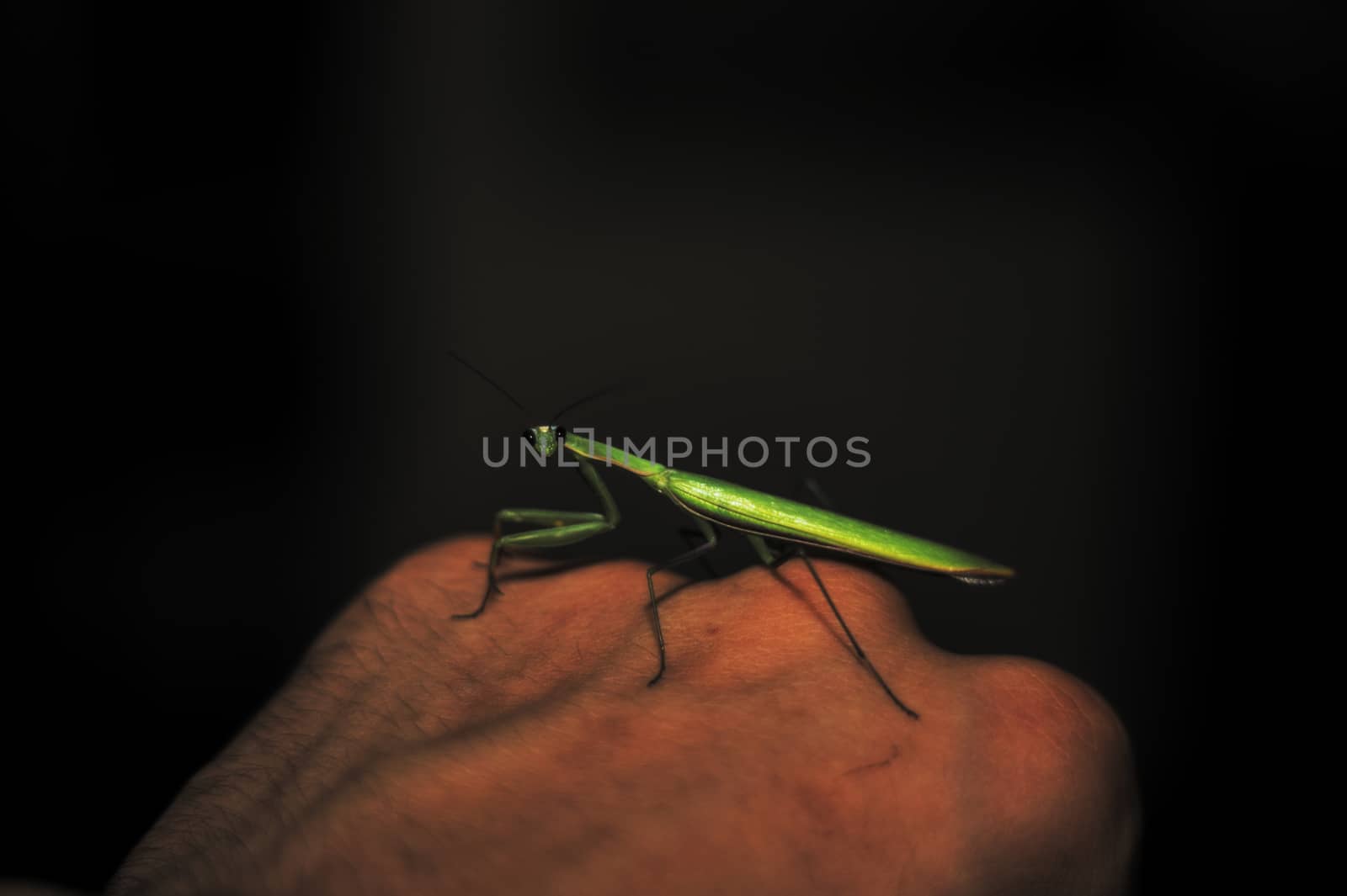 Female green mantis on the hand of a man. Close-up view. Dark background. Mantis looks to you.