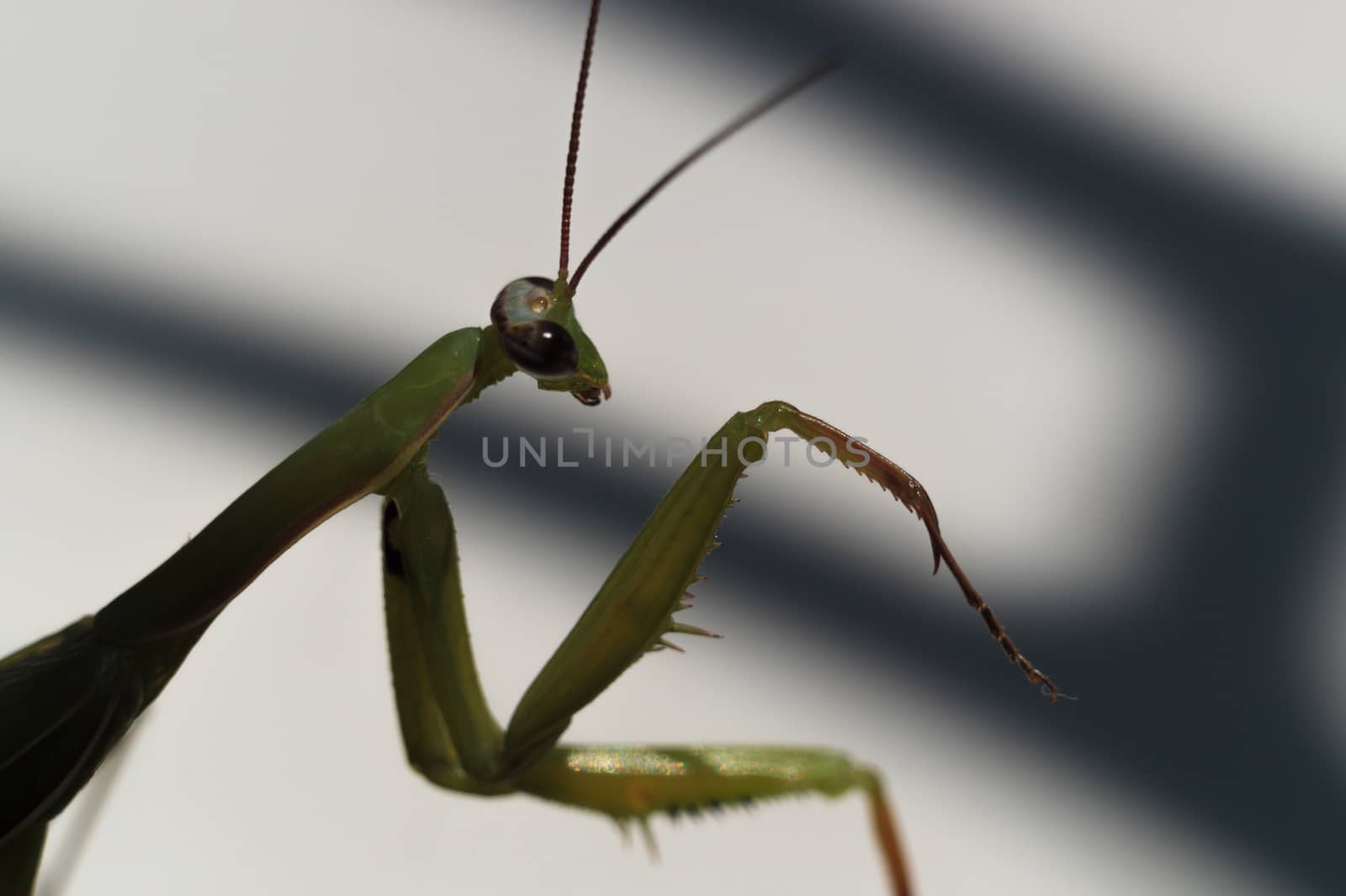 Male green mantis with a mustache and paws in frame.