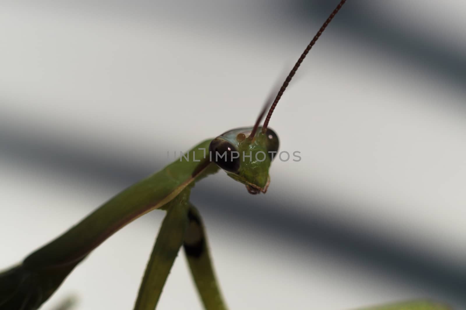 Female green mantis looks at you. Mantis on a white background with shadow.