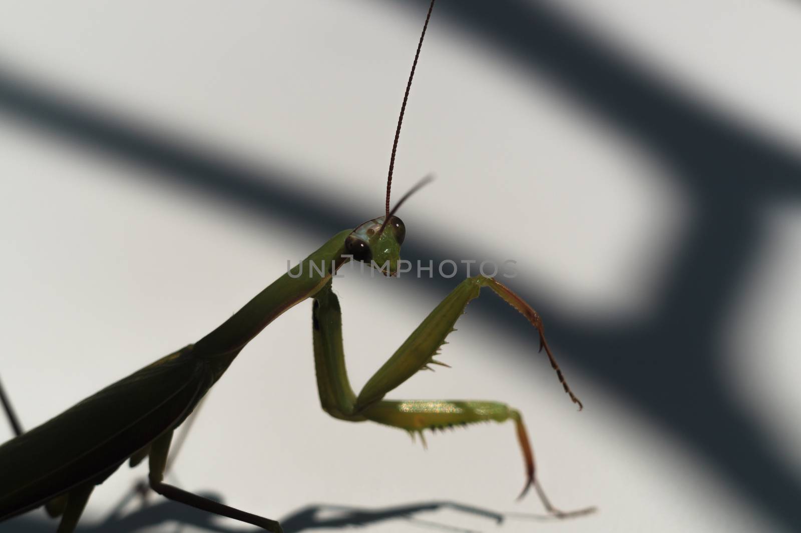 Green mantis with mustache and paws looks at YOU. Mantis on a white background with shadows.