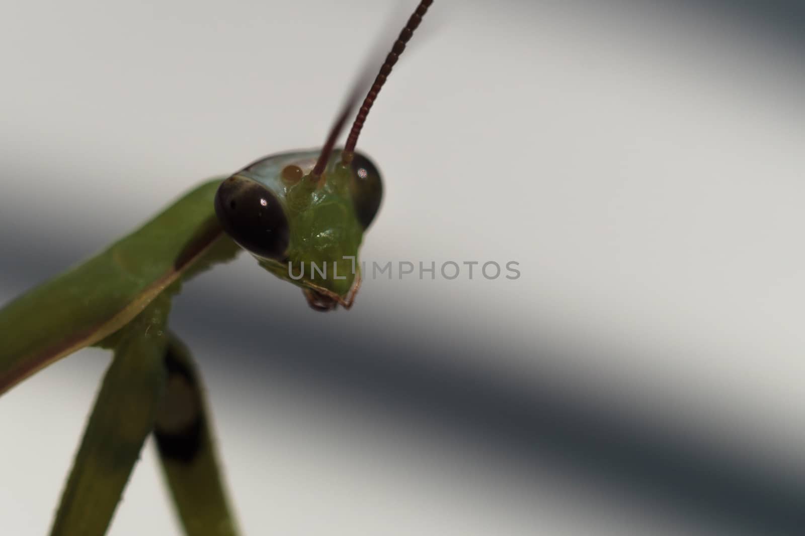 Female green mantis looks at you. Mantis on a white background with shadow.