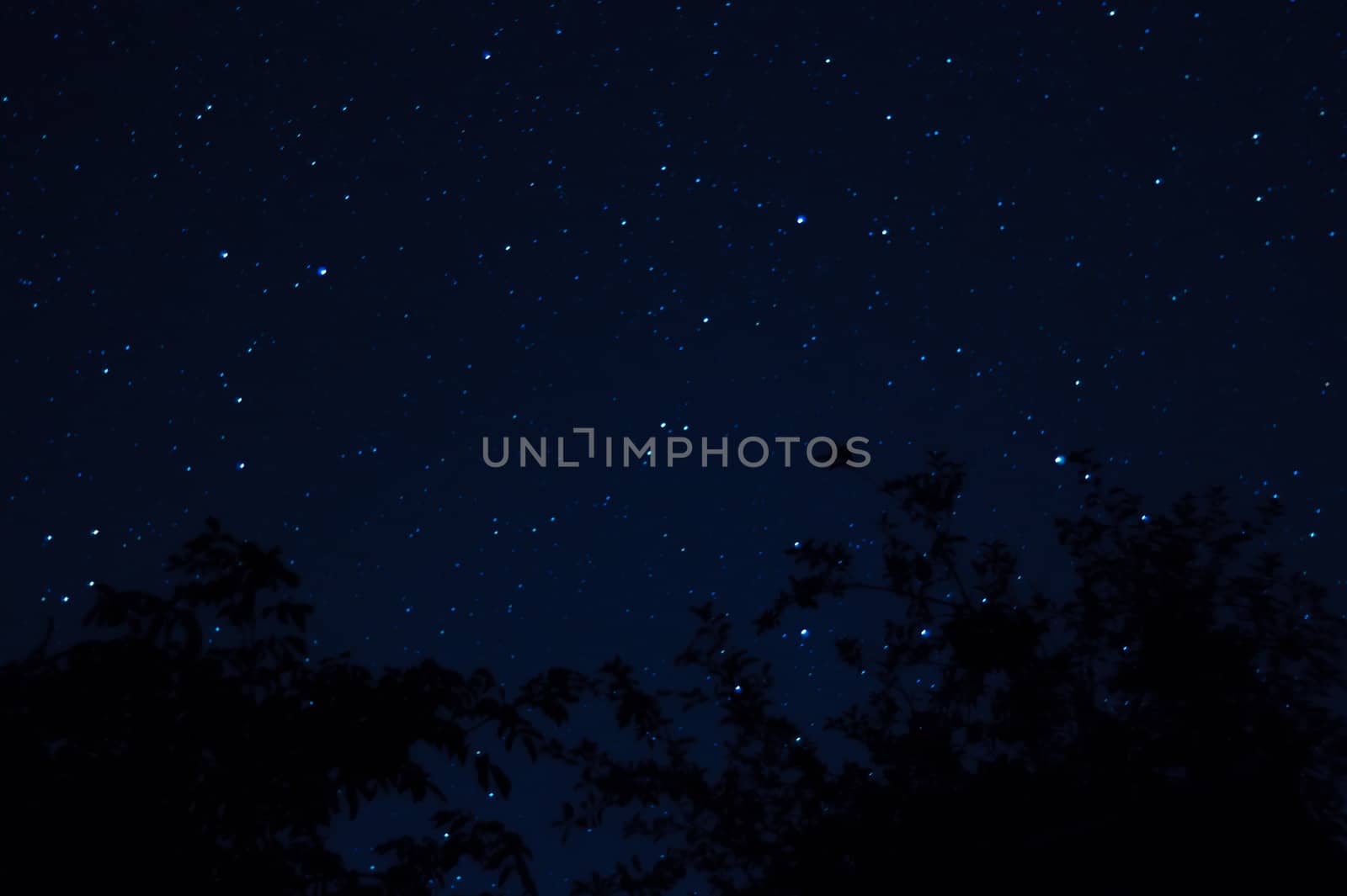 Long exposure night photo. A lot of stars with trees on foreground. Far from the city. Night landscape.