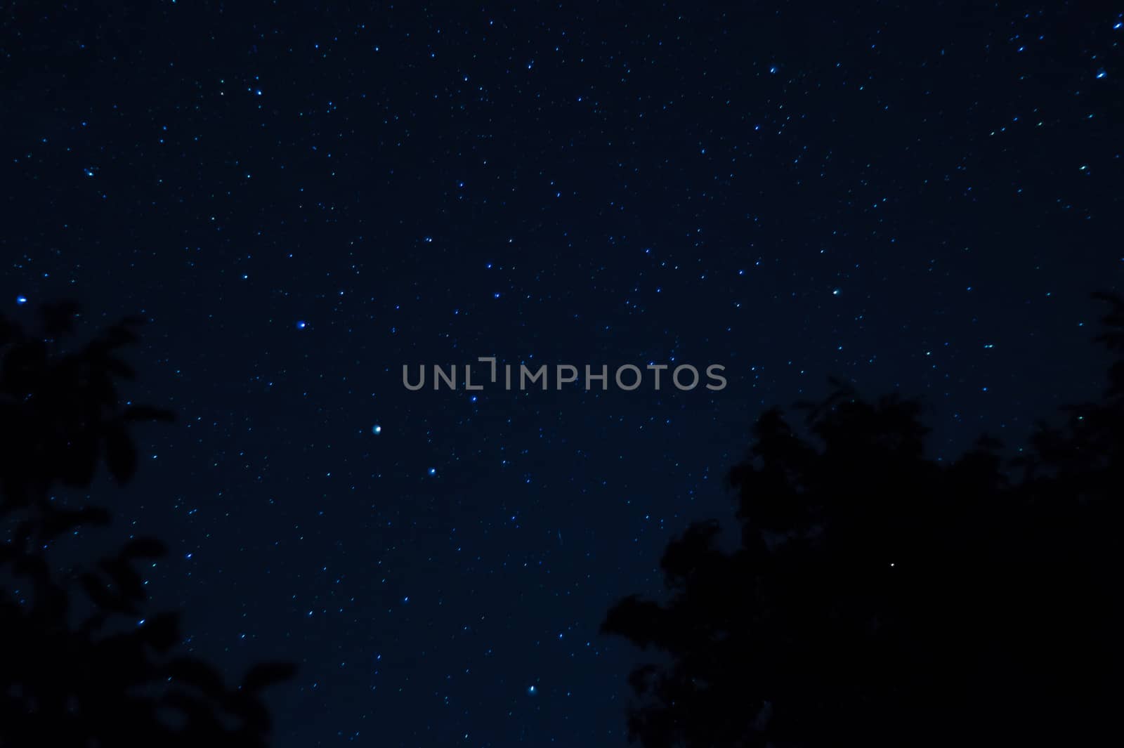 Long exposure night photo. A lot of stars with trees on foreground. Far from the city. Night landscape.