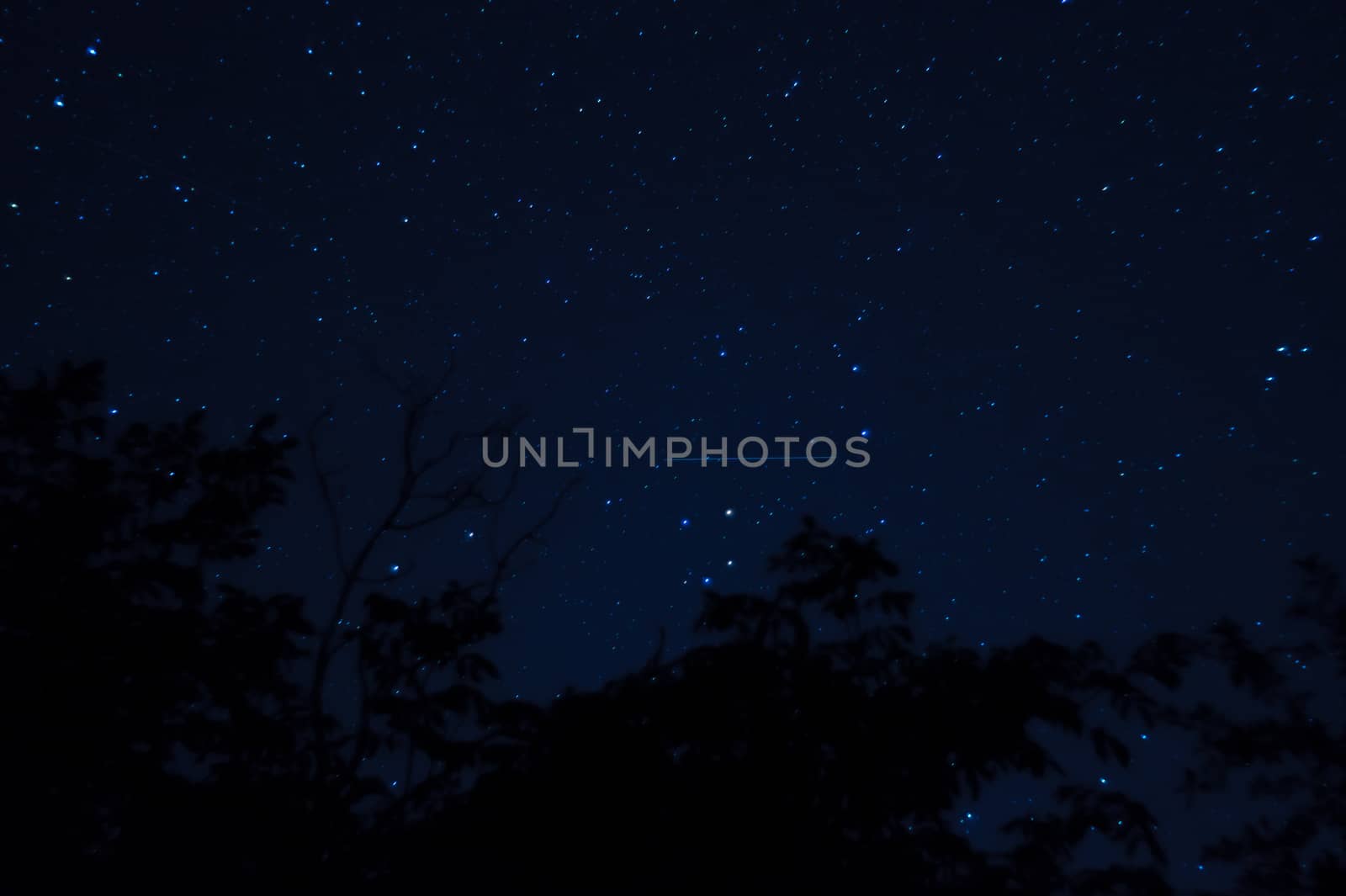 Long exposure night photo. A lot of stars with trees on foreground. Far from the city.