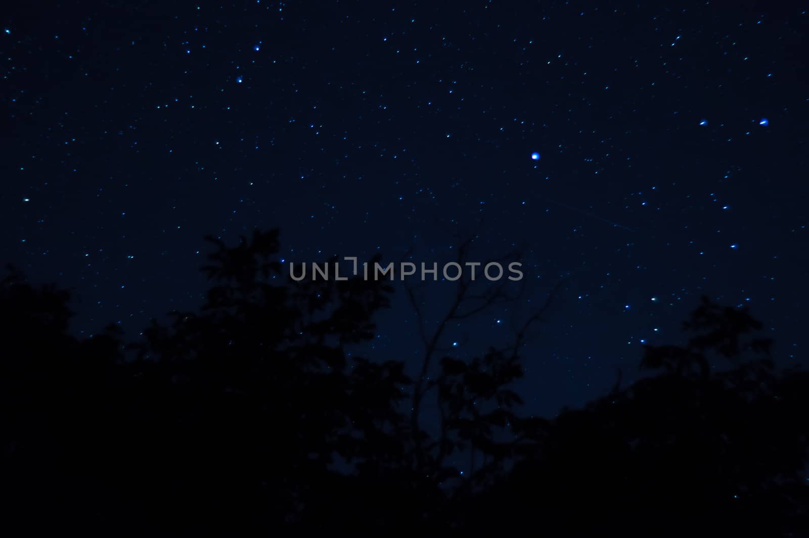 Long exposure night photo. A lot of stars with trees on foreground. Far from the city.
