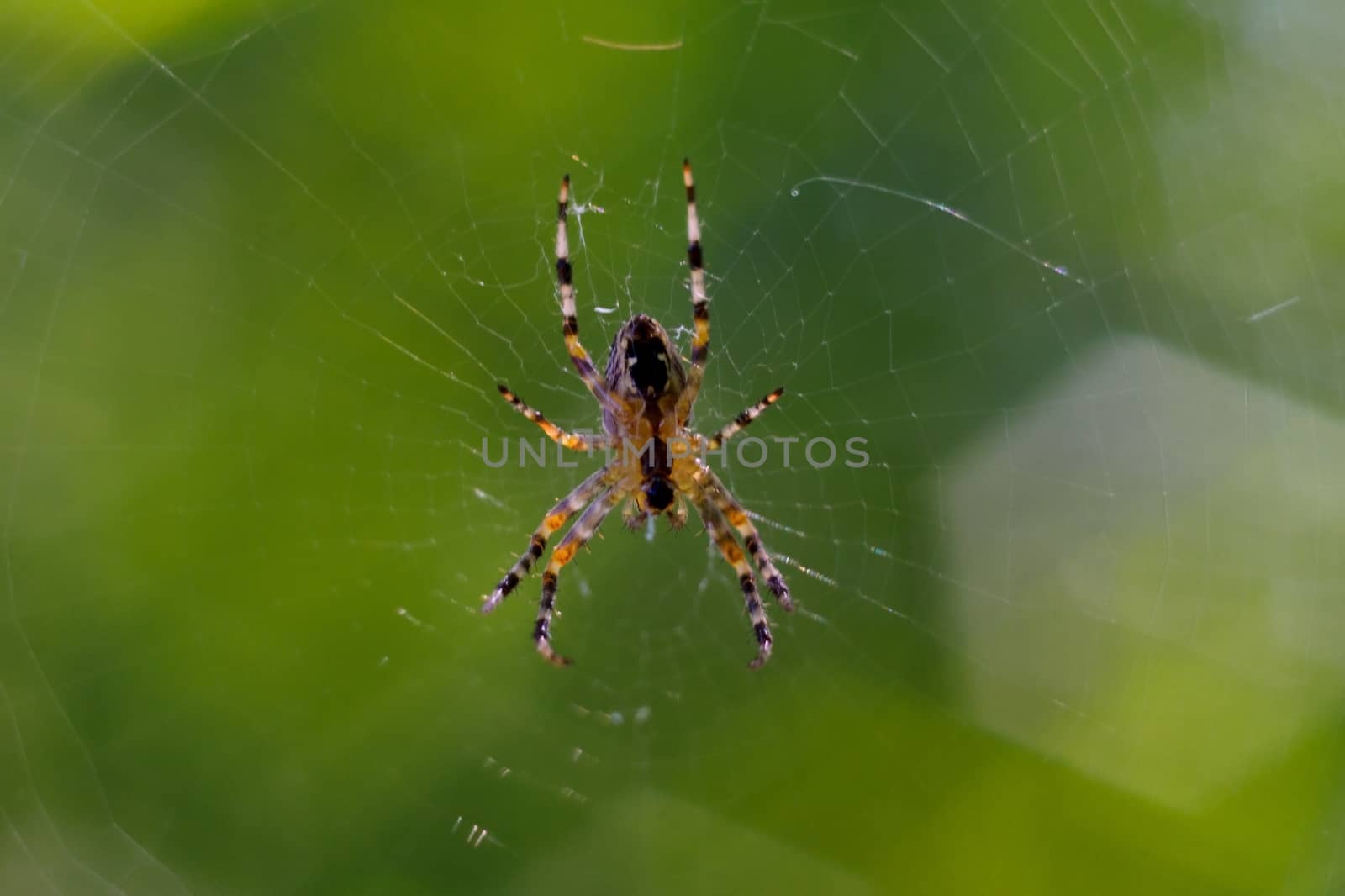 Small spider handing in spiderweb. On background curly green bokeh by alexsdriver