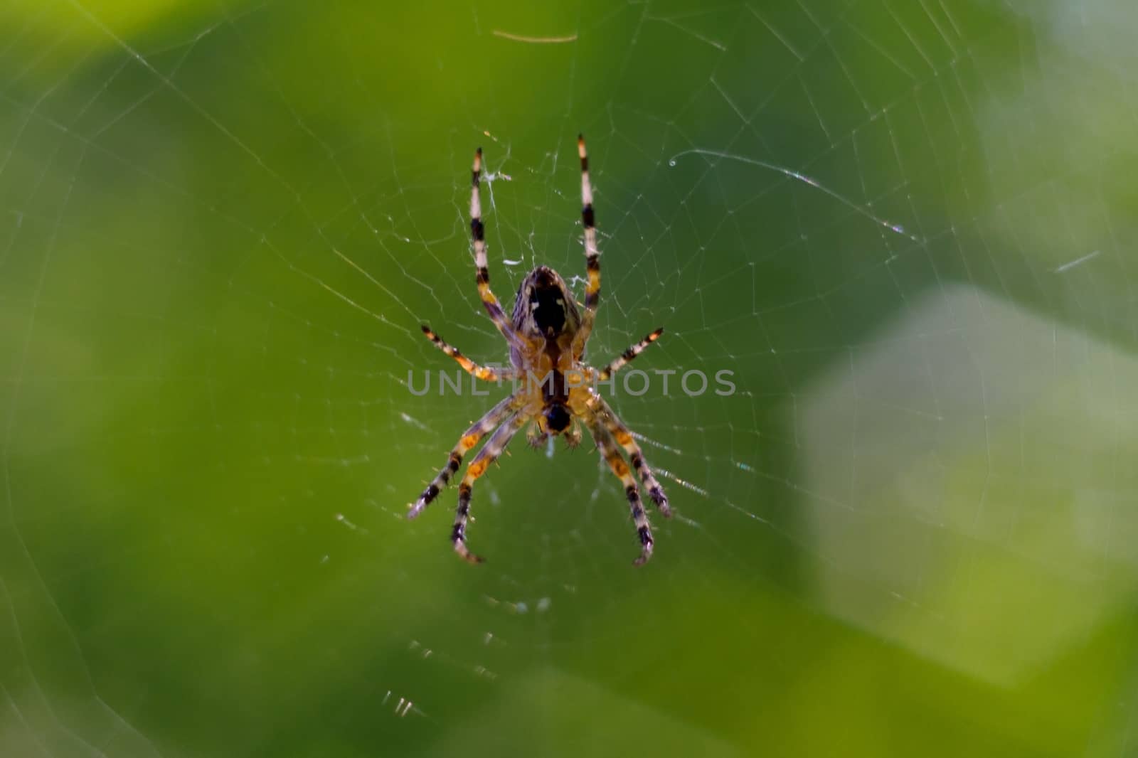 Small spider handing in spiderweb. On background curly green bokeh