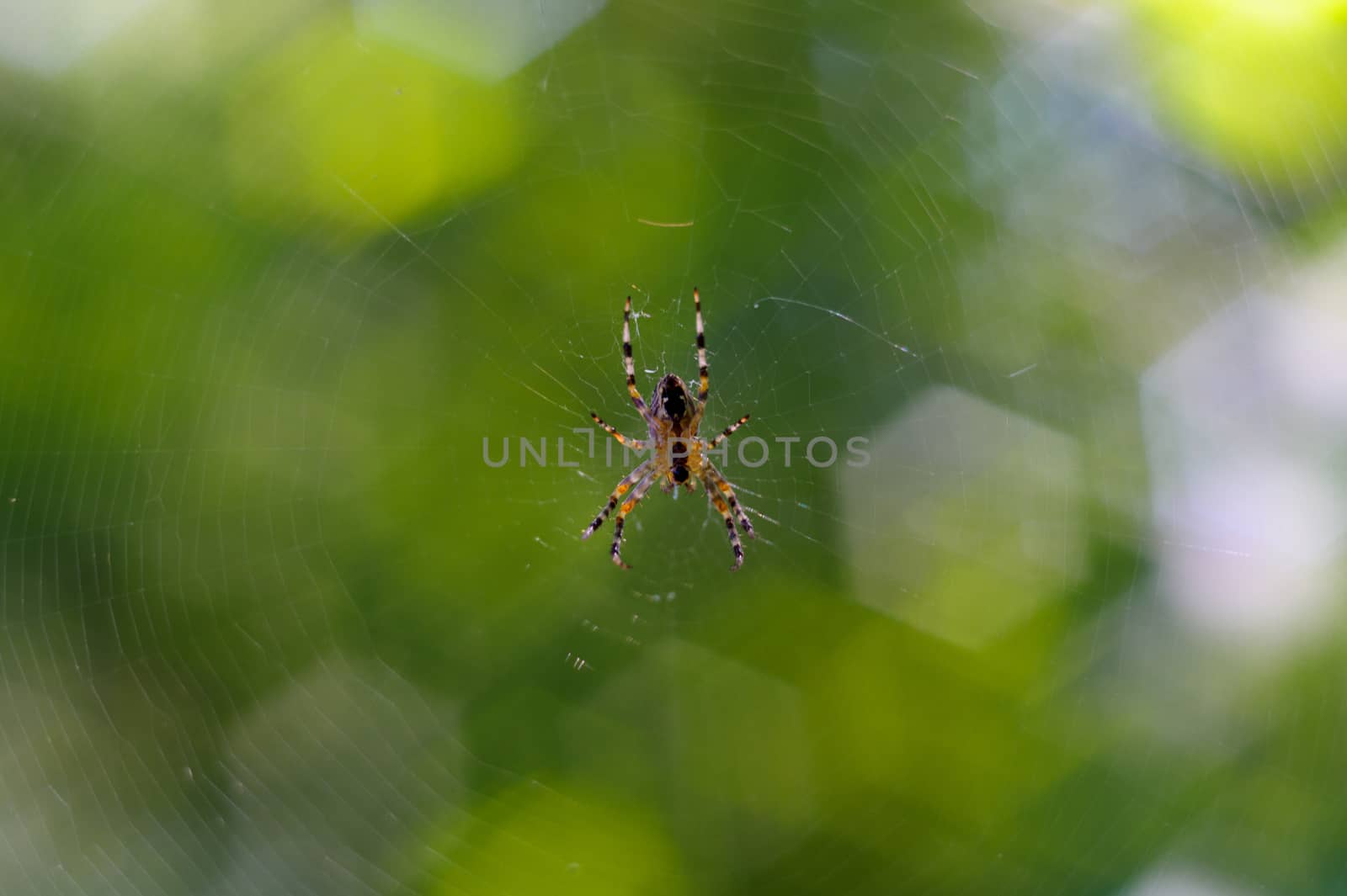 Small spider handing in spiderweb. On background curly green bokeh