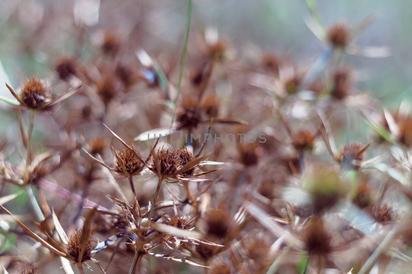 Dry blossoms of a blue-head in the field. The intense orange color of the inflorescence indicates the maturity of the seeds. Close-up view.
