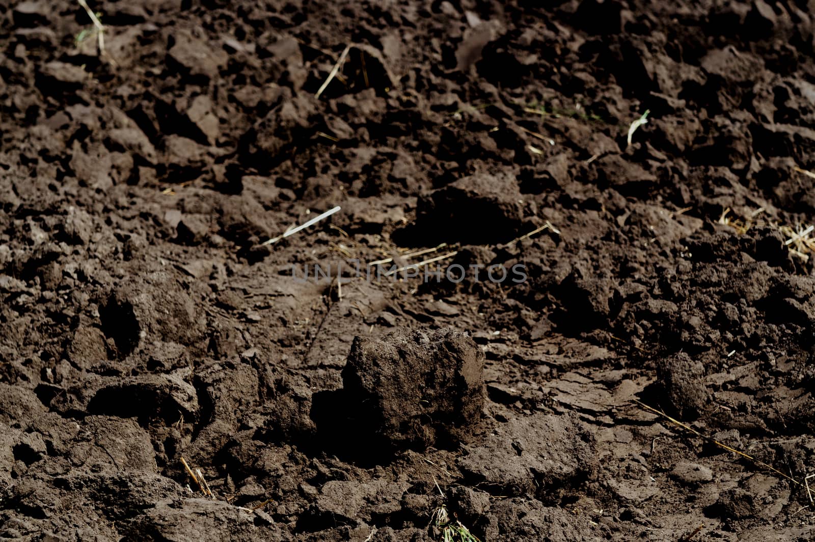 Freshly plowed agricultural soil with roots of wheat, barley and oats. The end of the harvest season.