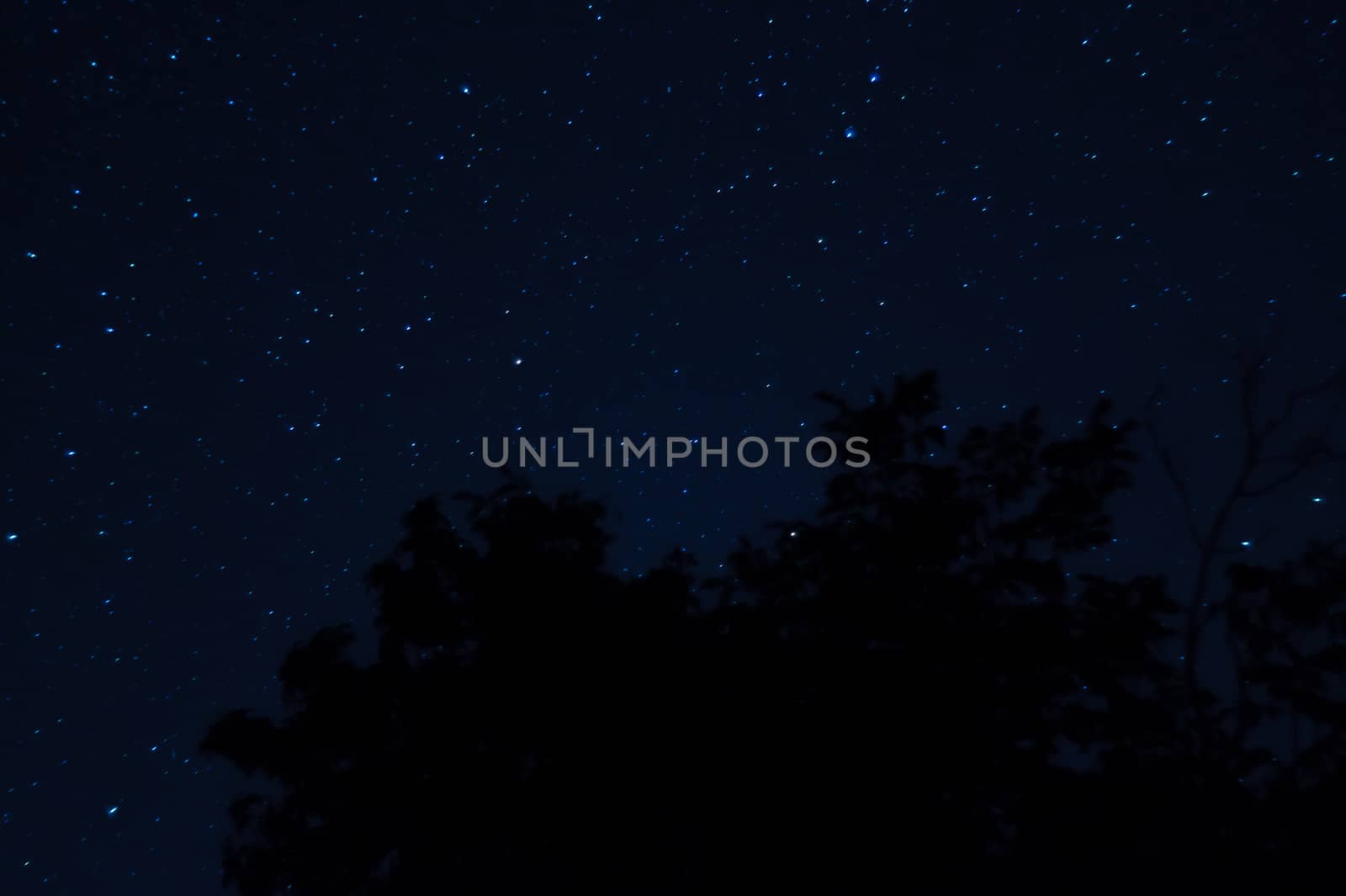 Long exposure night photo. A lot of stars with trees on foreground. Far from the city.