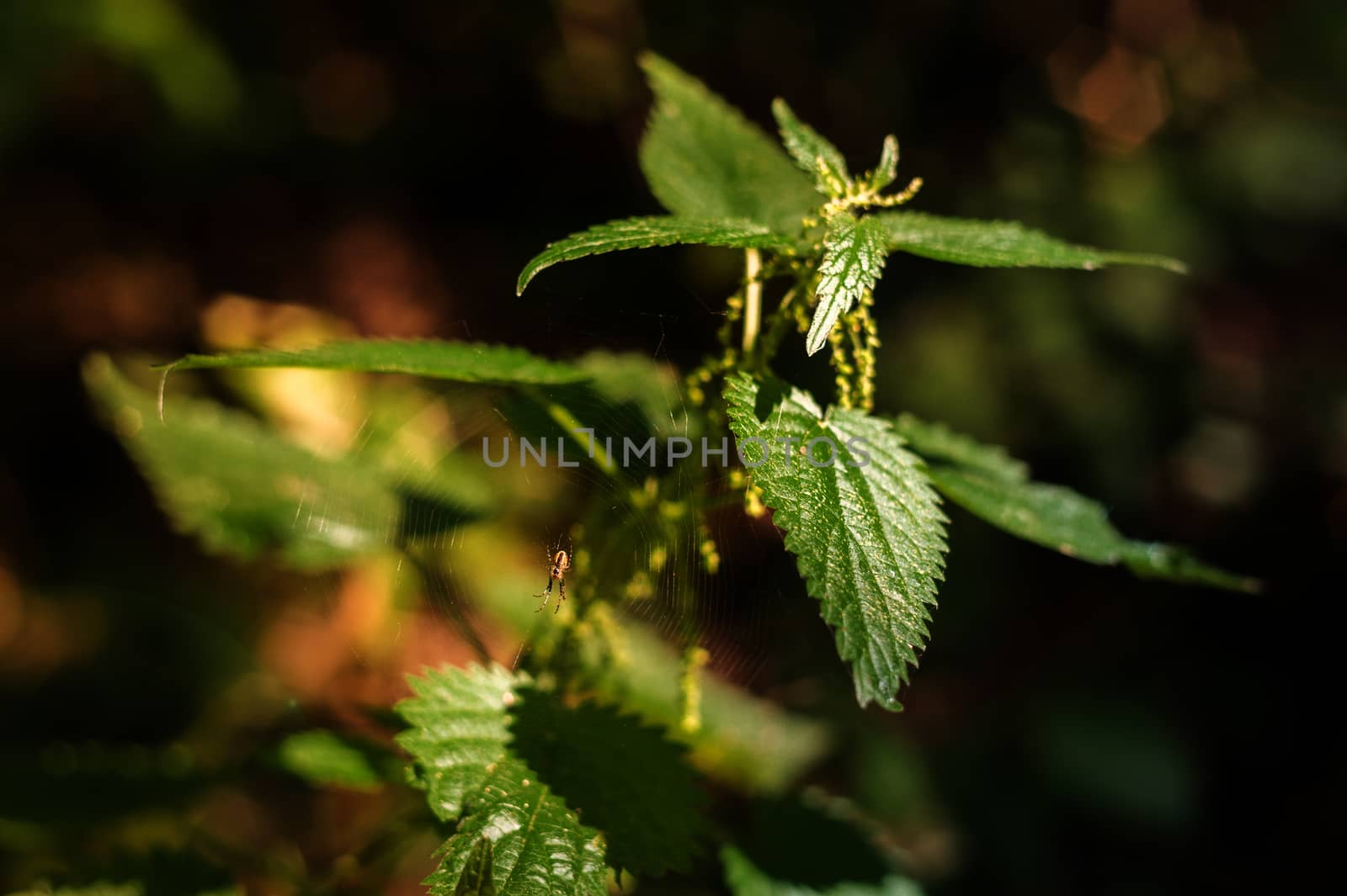 One nettle bushes with a spider in the forest. Vignetting around the edges of the photo