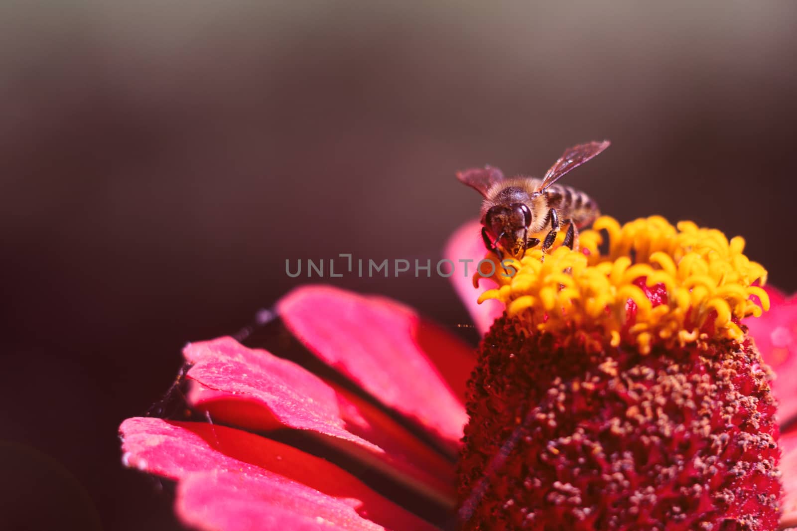 The bee collects the pollen from the flower of the pink zinnia. A macro of a bee on a zinnia flower.