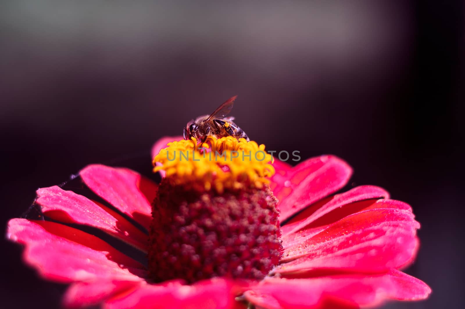 The bee collects the pollen from the flower of the pink zinnia. A macro of a bee on a zinnia flower.