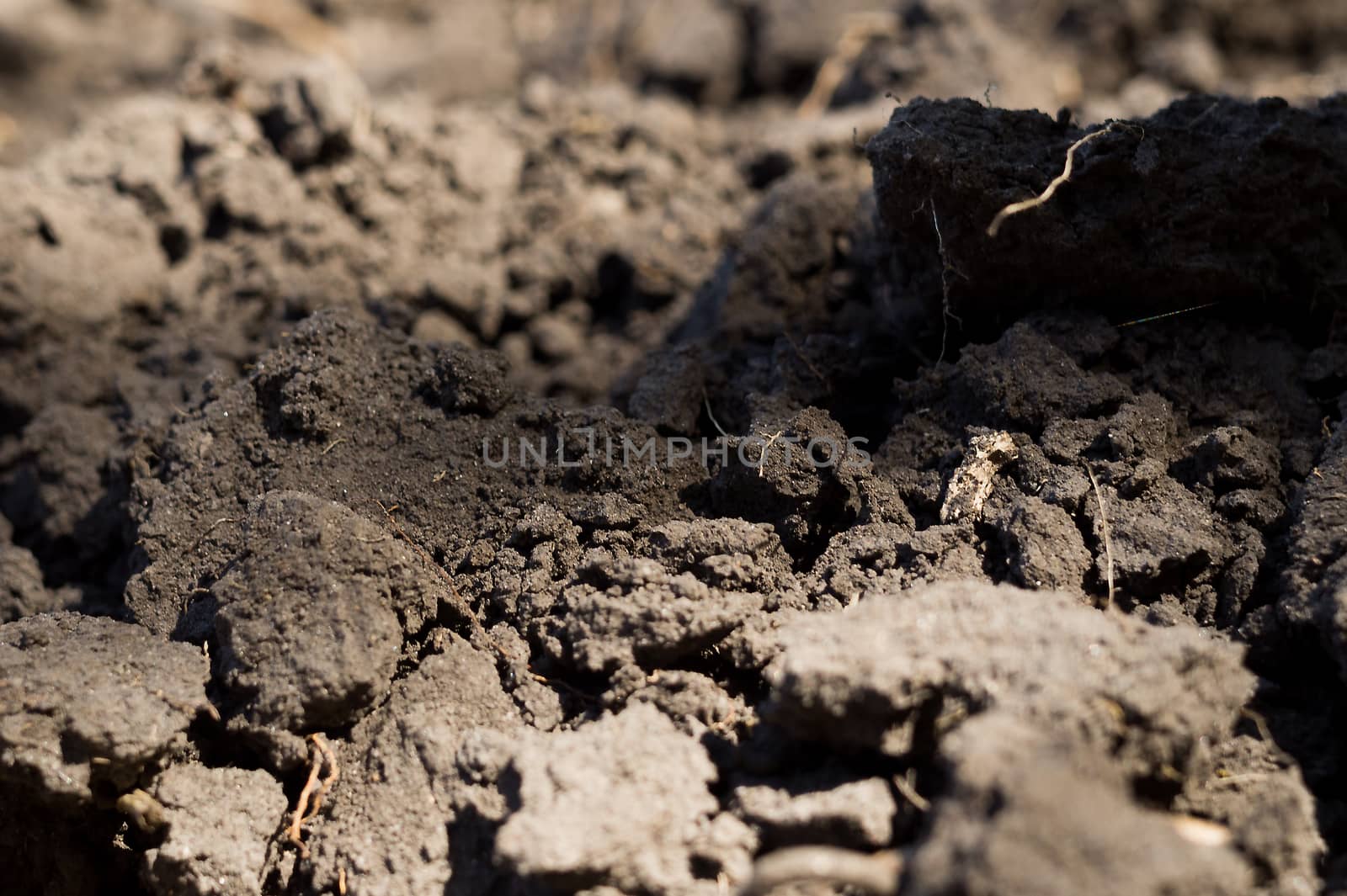 Freshly plowed agricultural soil with roots of wheat, barley and oats. The end of the harvest season.