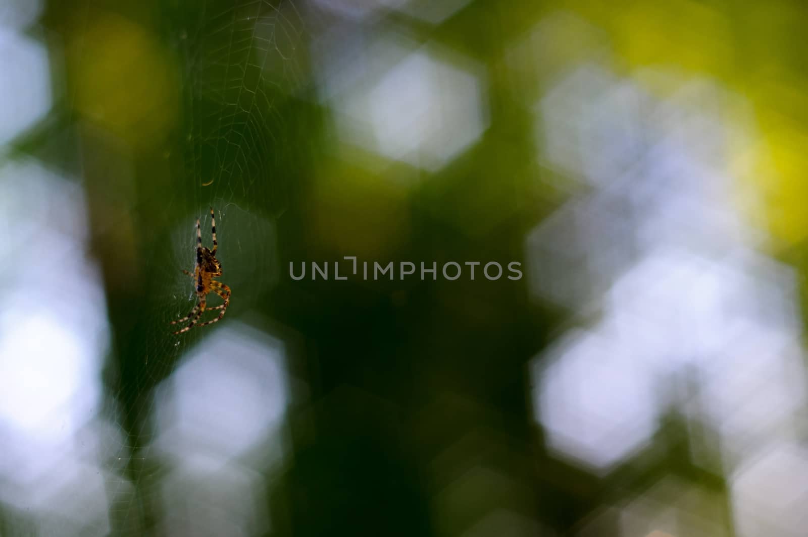 Small spider handing in spiderweb. On background curly green bokeh by alexsdriver