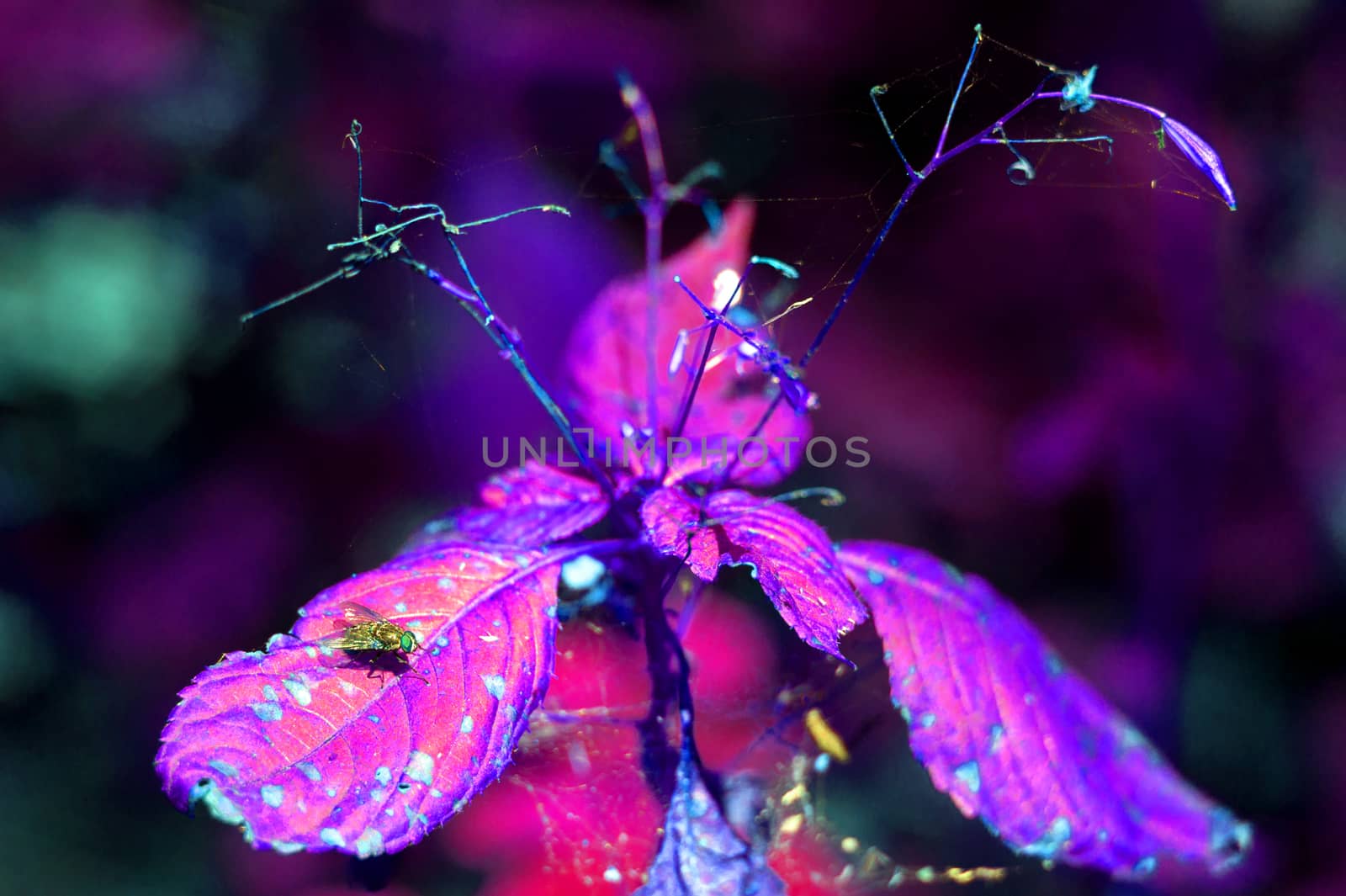 Fly on the leaf in forest. Spiderweb on plant and dry leaves the same plant. Incorrect colours on photo: purple and blue creative reception