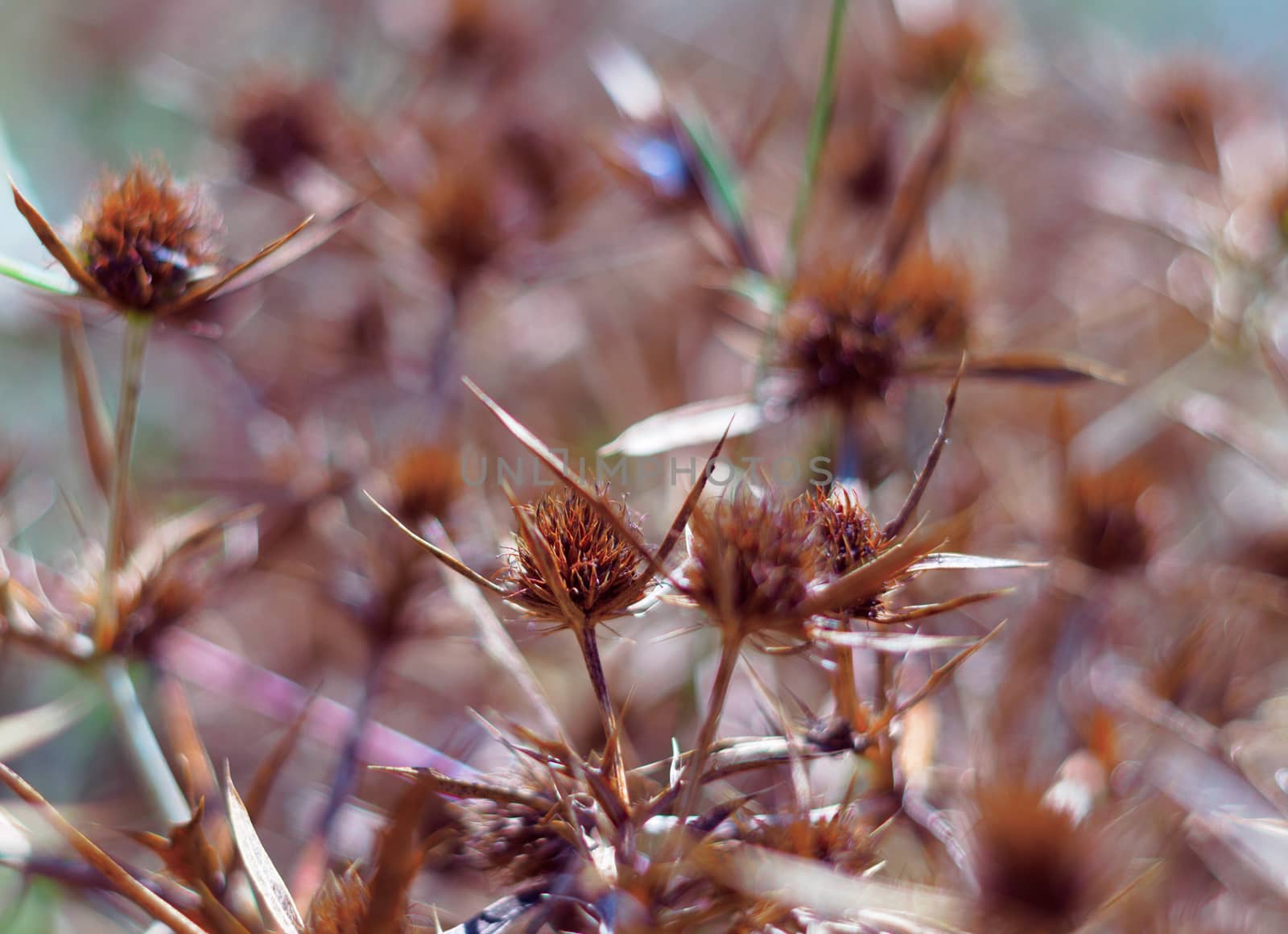 Dry blossoms of a blue-head in the field. The intense orange color of the inflorescence indicates the maturity of the seeds. Close-up view.