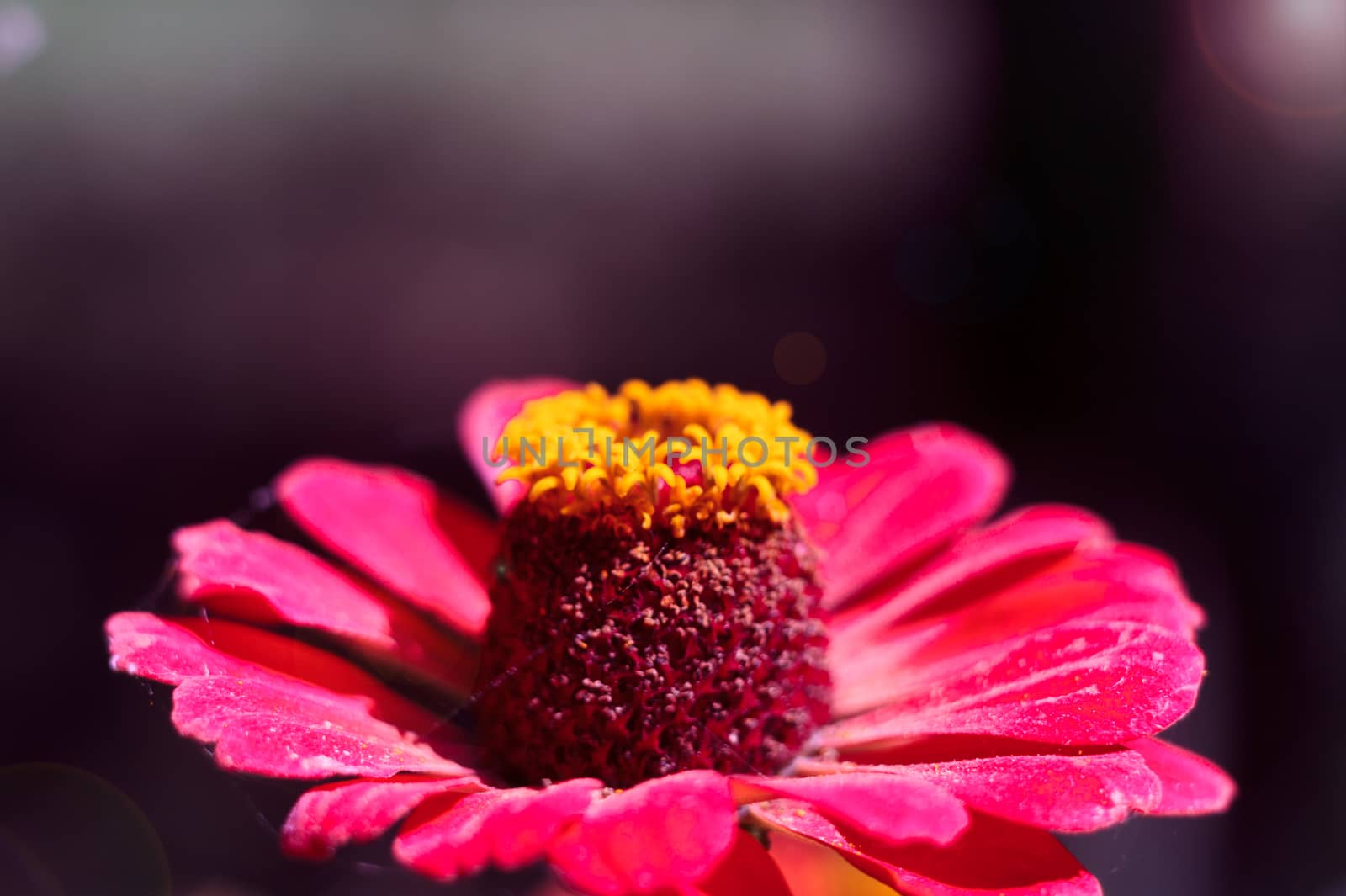 The bee collects the pollen from the flower of the pink zinnia. A macro of a bee on a zinnia flower.