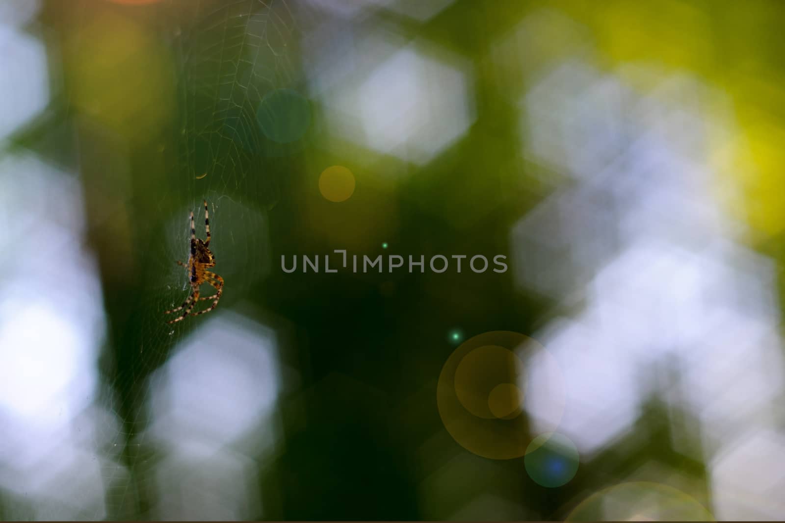 Small spider handing in spiderweb. On background curly green bokeh and glare from the sun.