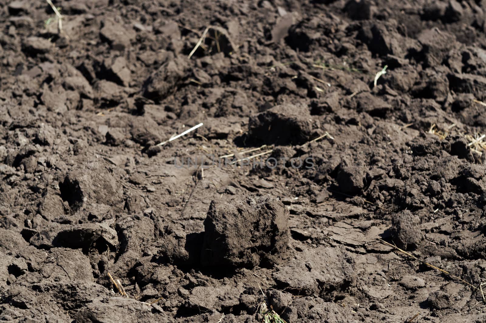 Freshly plowed agricultural soil with roots of wheat, barley and oats. The end of the harvest season.