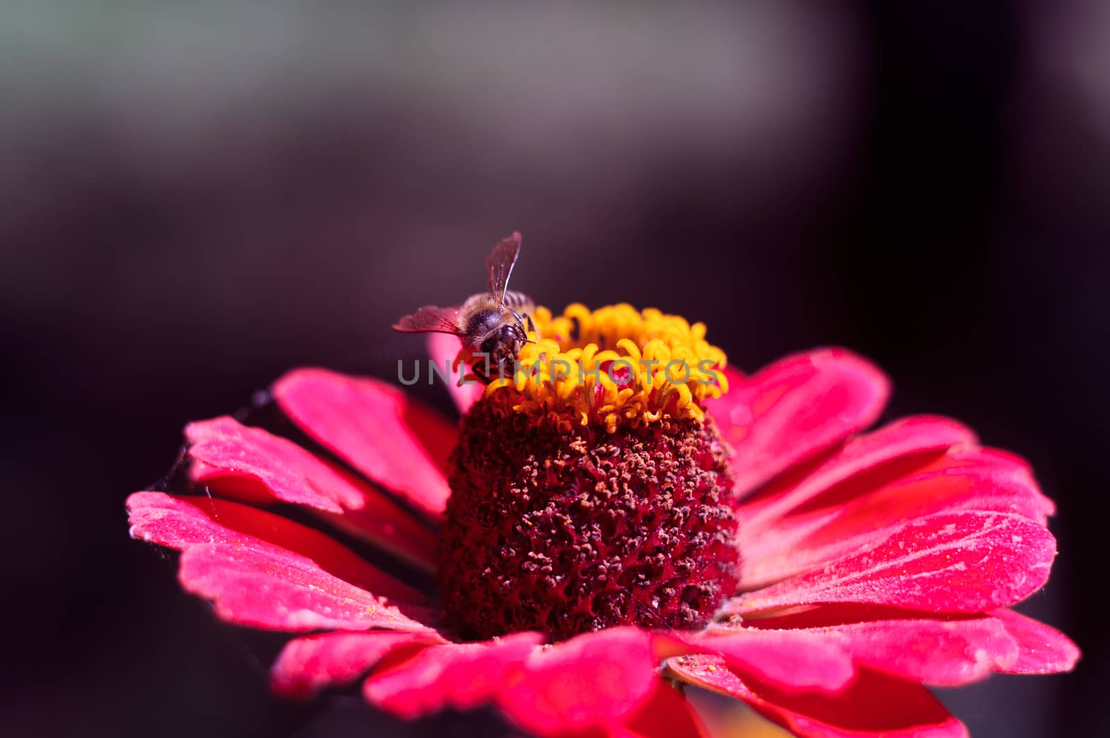 The bee collects the pollen from the flower of the pink zinnia. A macro of a bee on a zinnia flower.