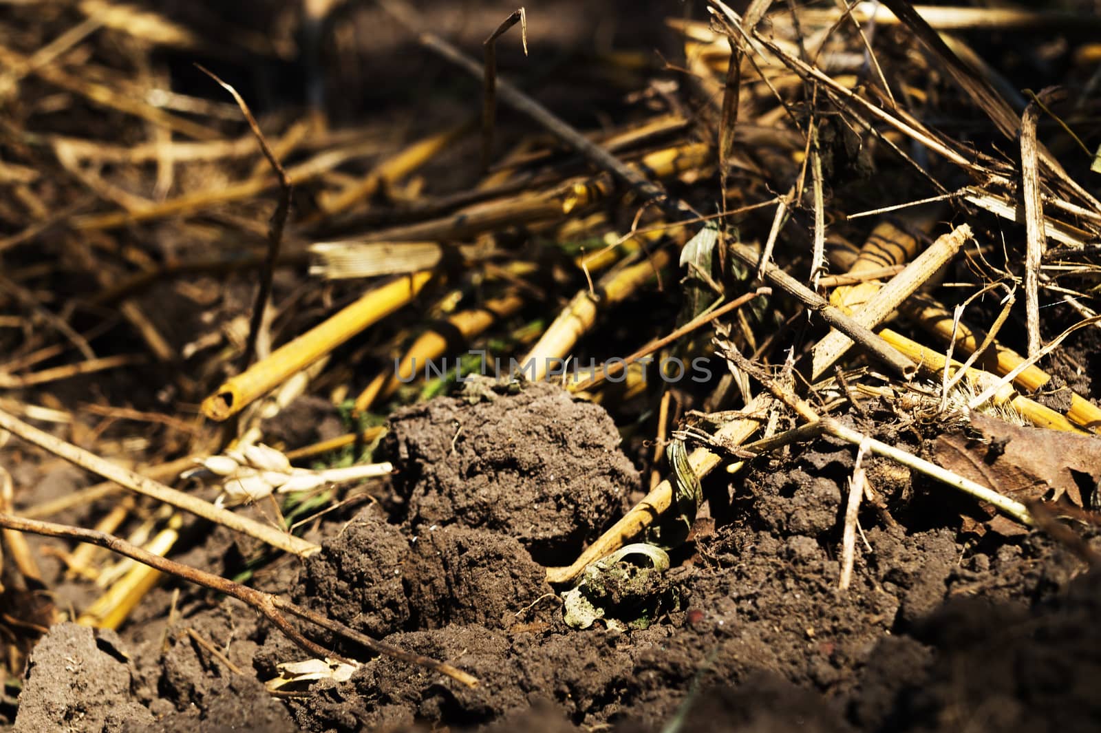 Freshly plowed agricultural soil with roots of wheat, barley and oats. The end of the harvest season.