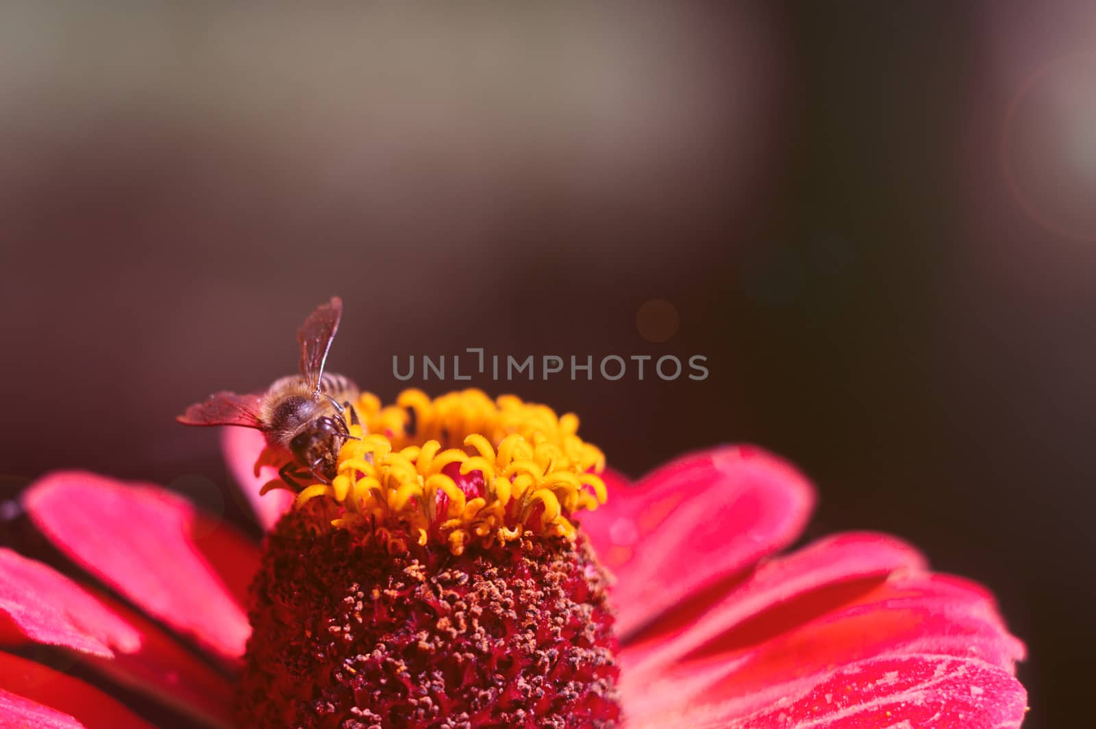 The bee collects the pollen from the flower of the pink zinnia. A macro of a bee on a zinnia flower.