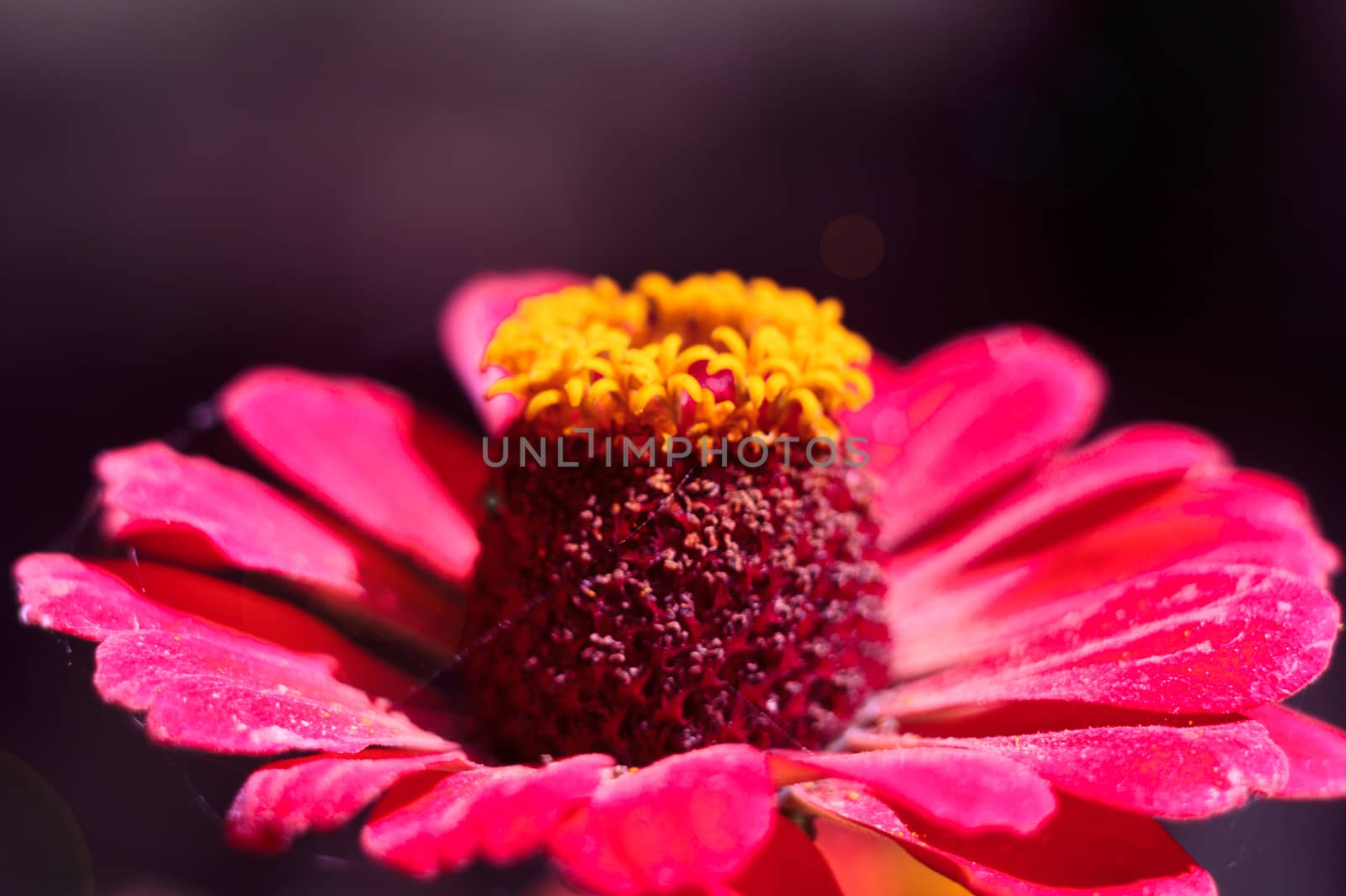 The bee collects the pollen from the flower of the pink zinnia. A macro of a bee on a zinnia flower.