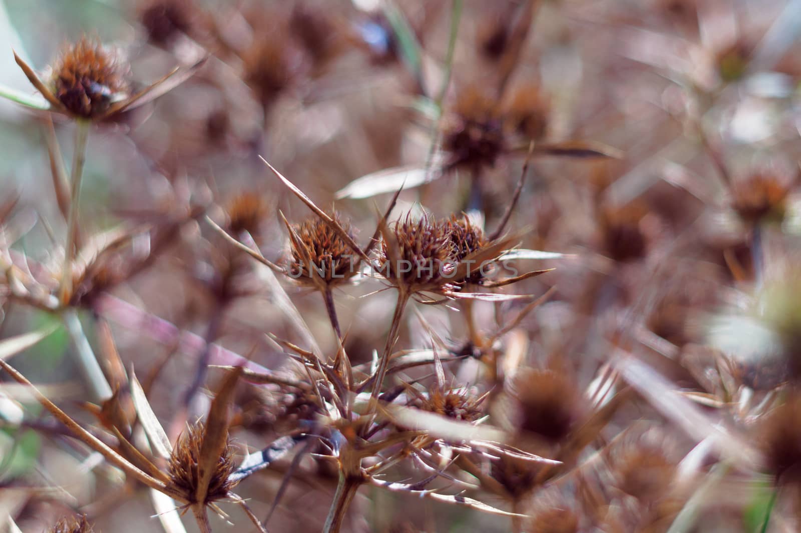 Dry blossoms of a blue-head in the field. The intense orange color of the inflorescence indicates the maturity of the seeds. Close-up view.