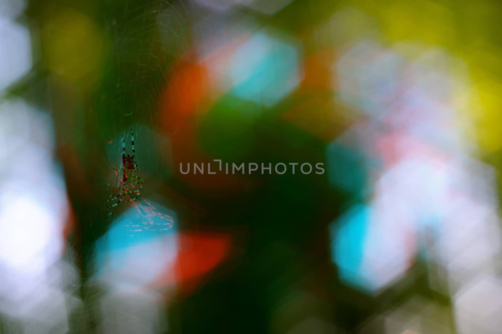 Small spider handing in spiderweb. On background curly green bokeh with colour splash. by alexsdriver