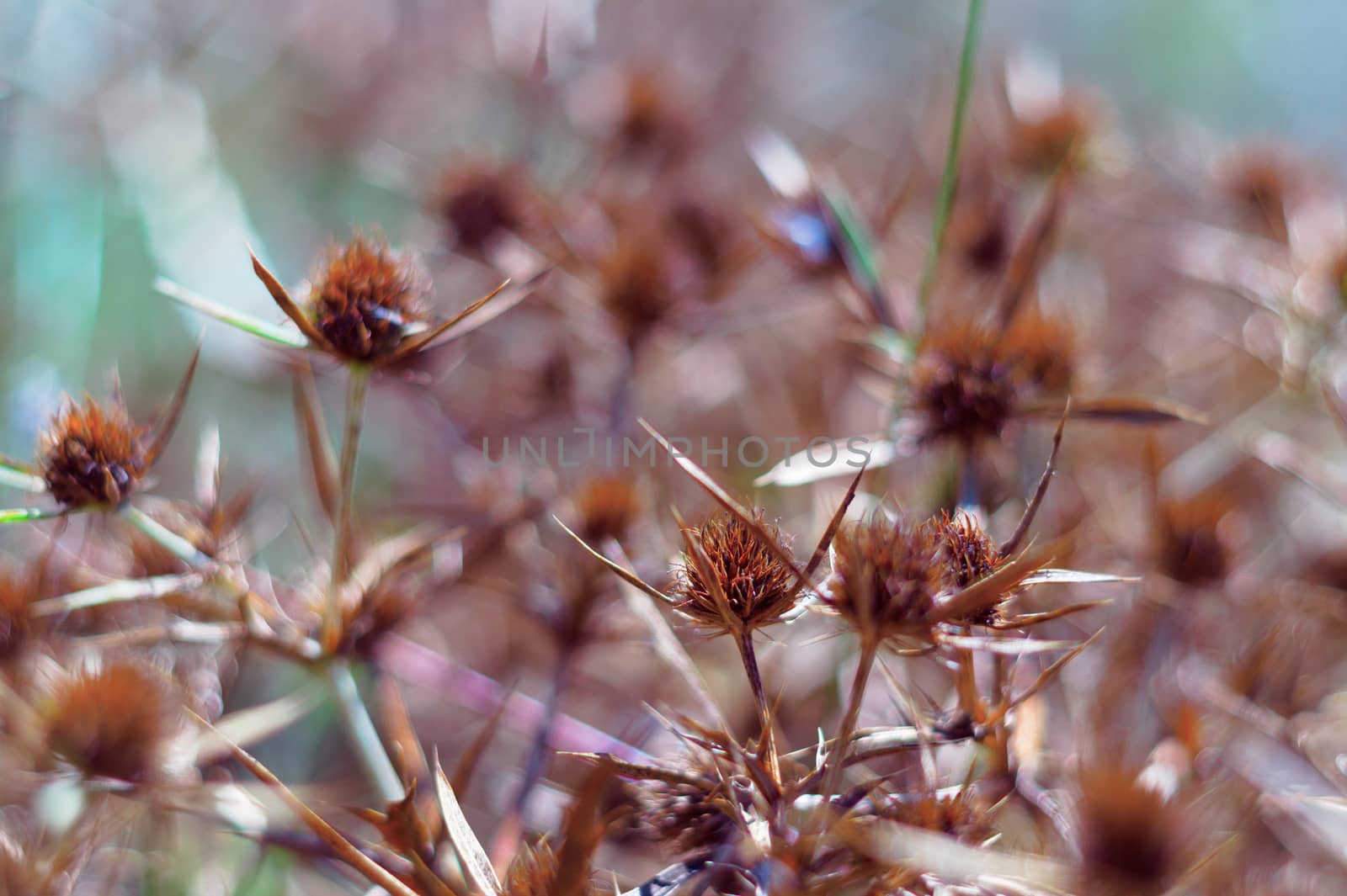 Dry blossoms of a blue-head in the field. The intense orange color of the inflorescence indicates the maturity of the seeds. Close-up view.
