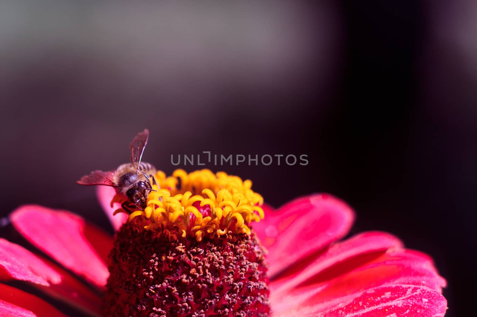 The bee collects the pollen from the flower of the pink zinnia. A macro of a bee on a zinnia flower.