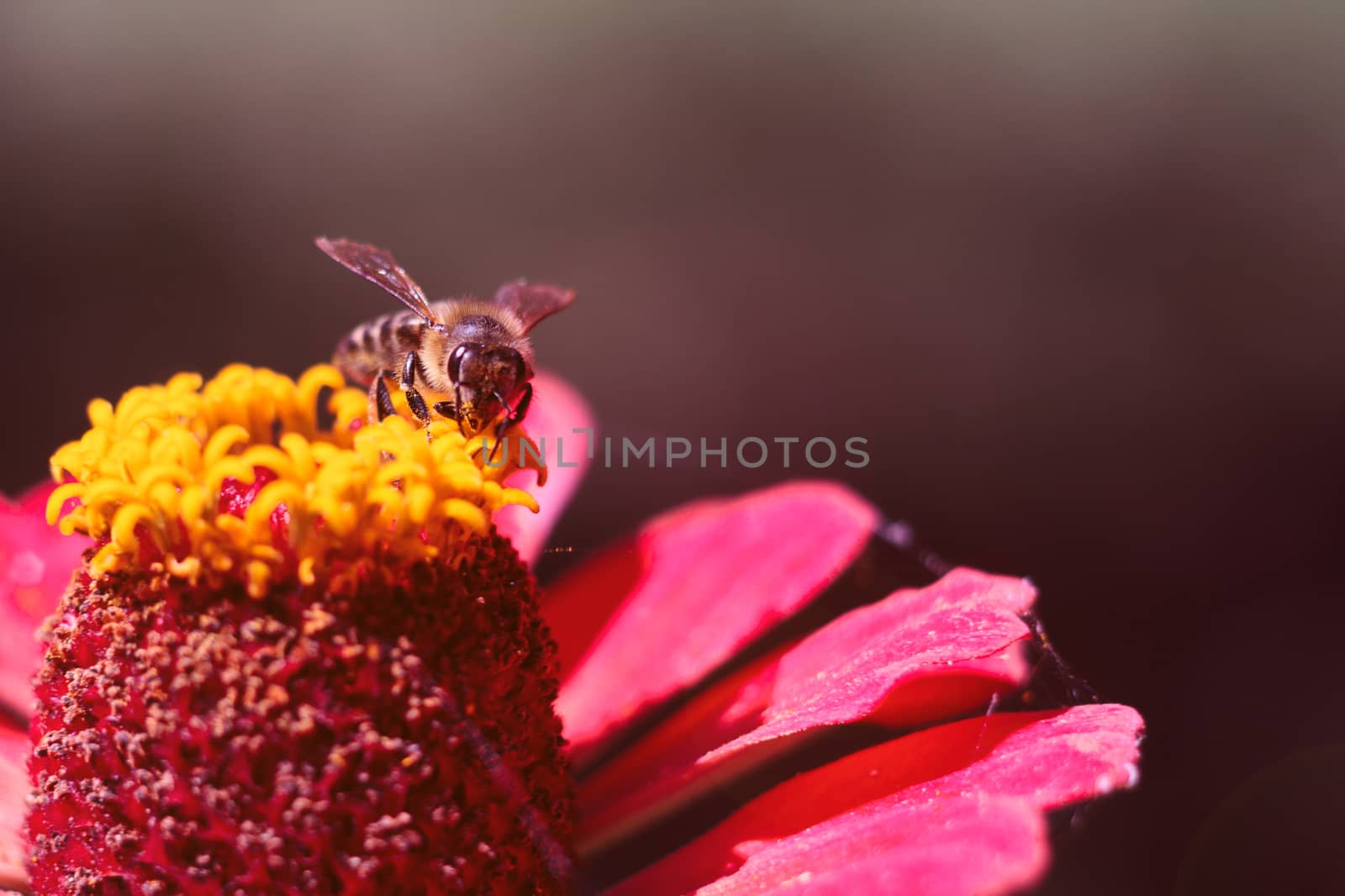 The bee collects the pollen from the flower of the pink zinnia. A macro of a bee on a zinnia flower.