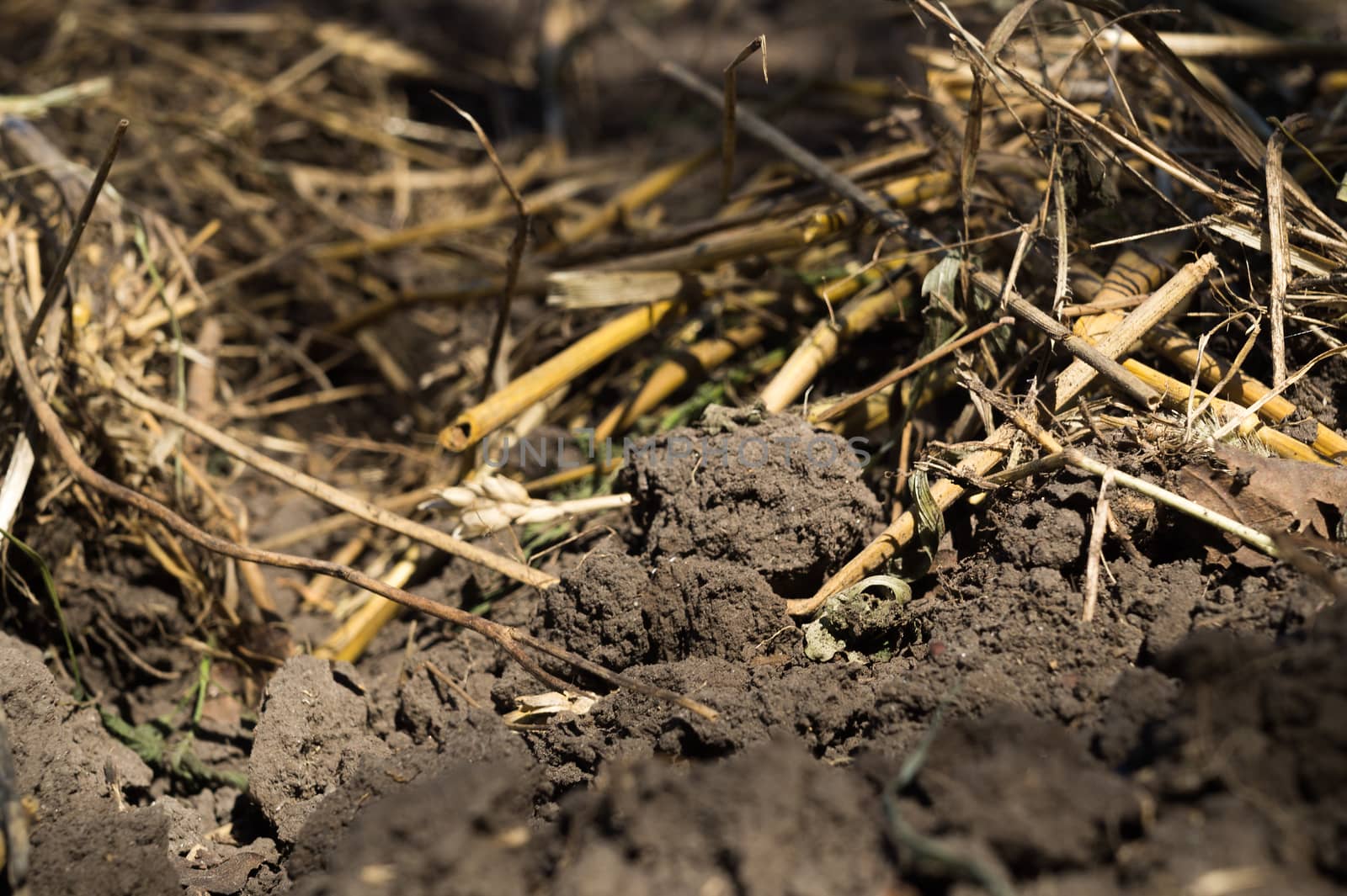 Freshly plowed agricultural soil with roots of wheat, barley and oats. The end of the harvest season.