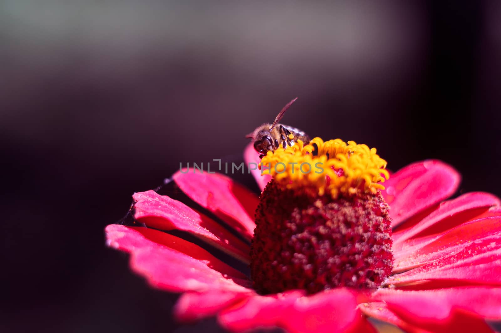 The bee collects the pollen from the flower of the pink zinnia. A macro of a bee on a zinnia flower.