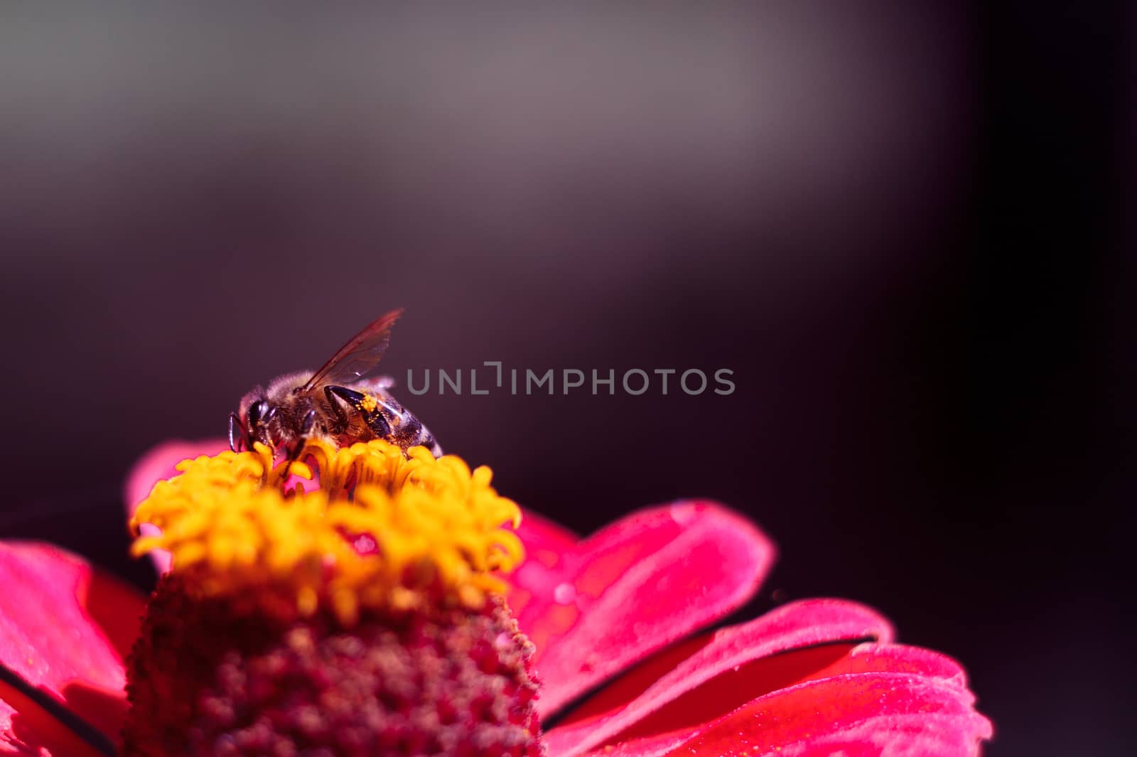 The bee collects the pollen from the flower of the pink zinnia. A macro of a bee on a zinnia flower.