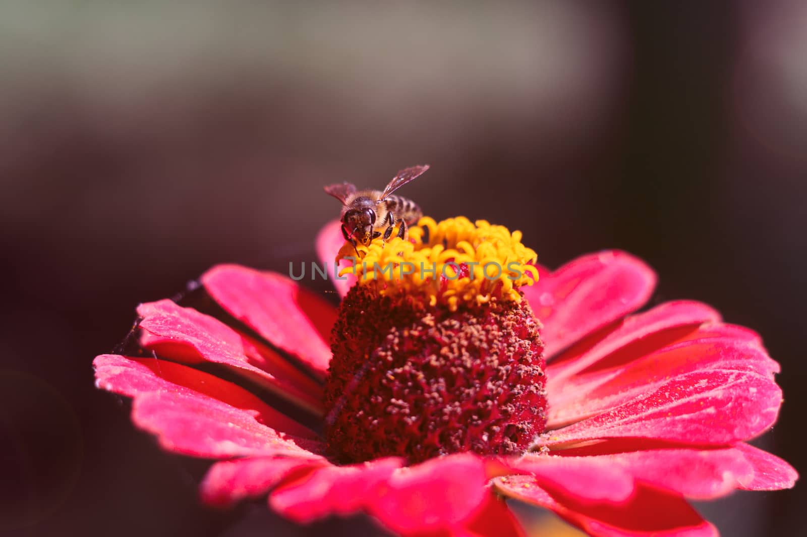 The bee collects the pollen from the flower of the pink zinnia. A macro of a bee on a zinnia flower.