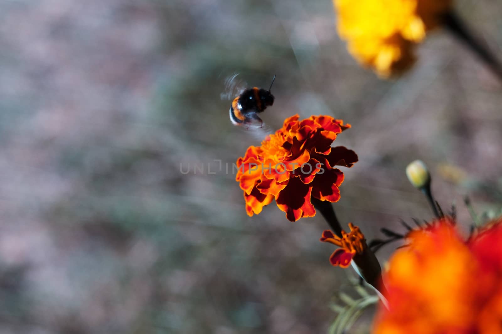 Black bumblebee flies by the inflorescence of the black-hens in the botanical garden. The flower is very rich and bright. Pollination of flowers is the purpose of a bumblebee.