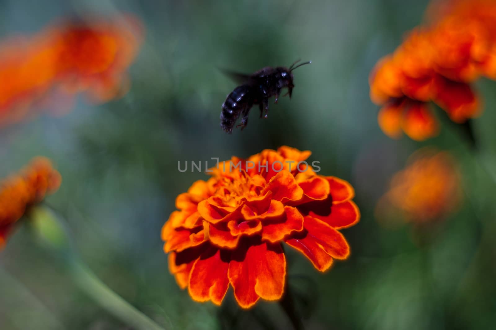 Blue bumblebee flies by the inflorescence of the black-hens in the botanical garden. The flower is very rich and bright. Pollination of flowers is the purpose of a bumblebee.