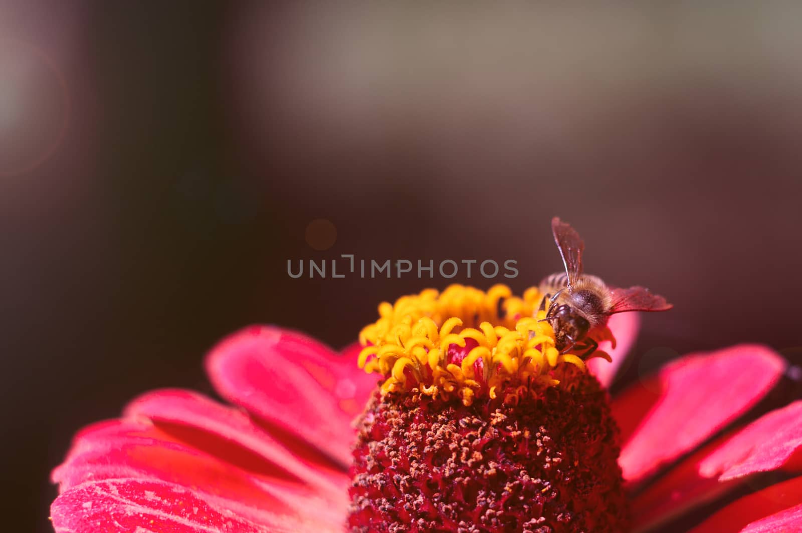 The bee collects the pollen from the flower of the pink zinnia. A macro of a bee on a zinnia flower.
