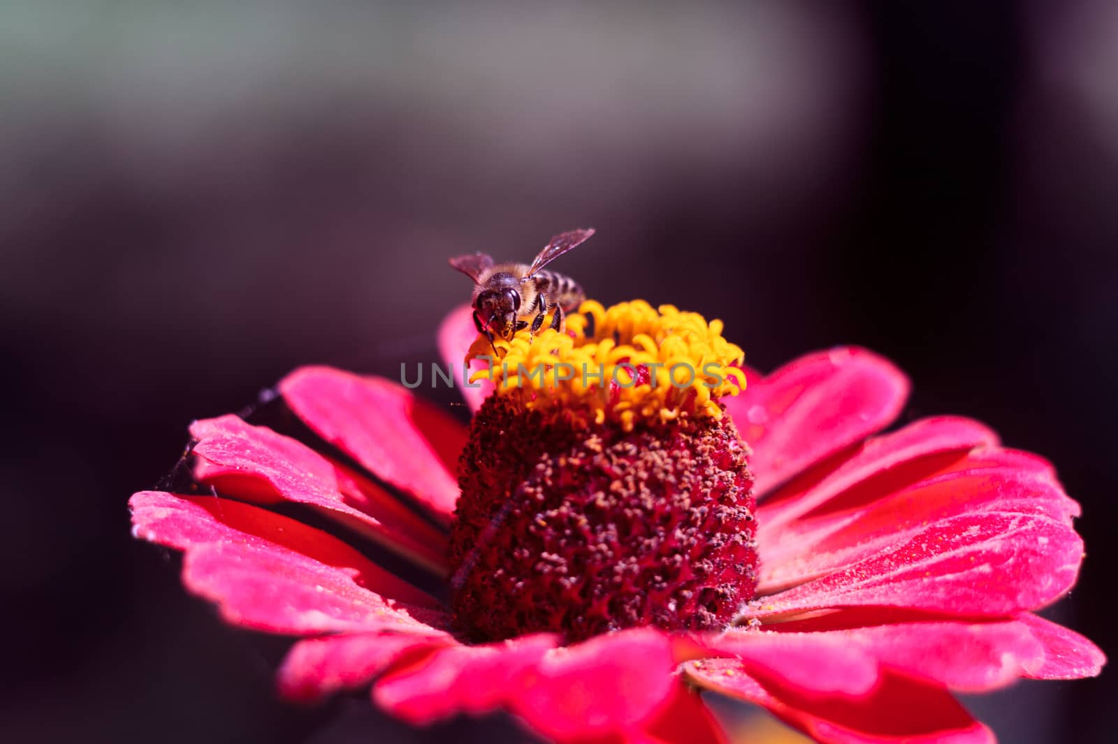 The bee collects the pollen from the flower of the pink zinnia. A macro of a bee on a zinnia flower.