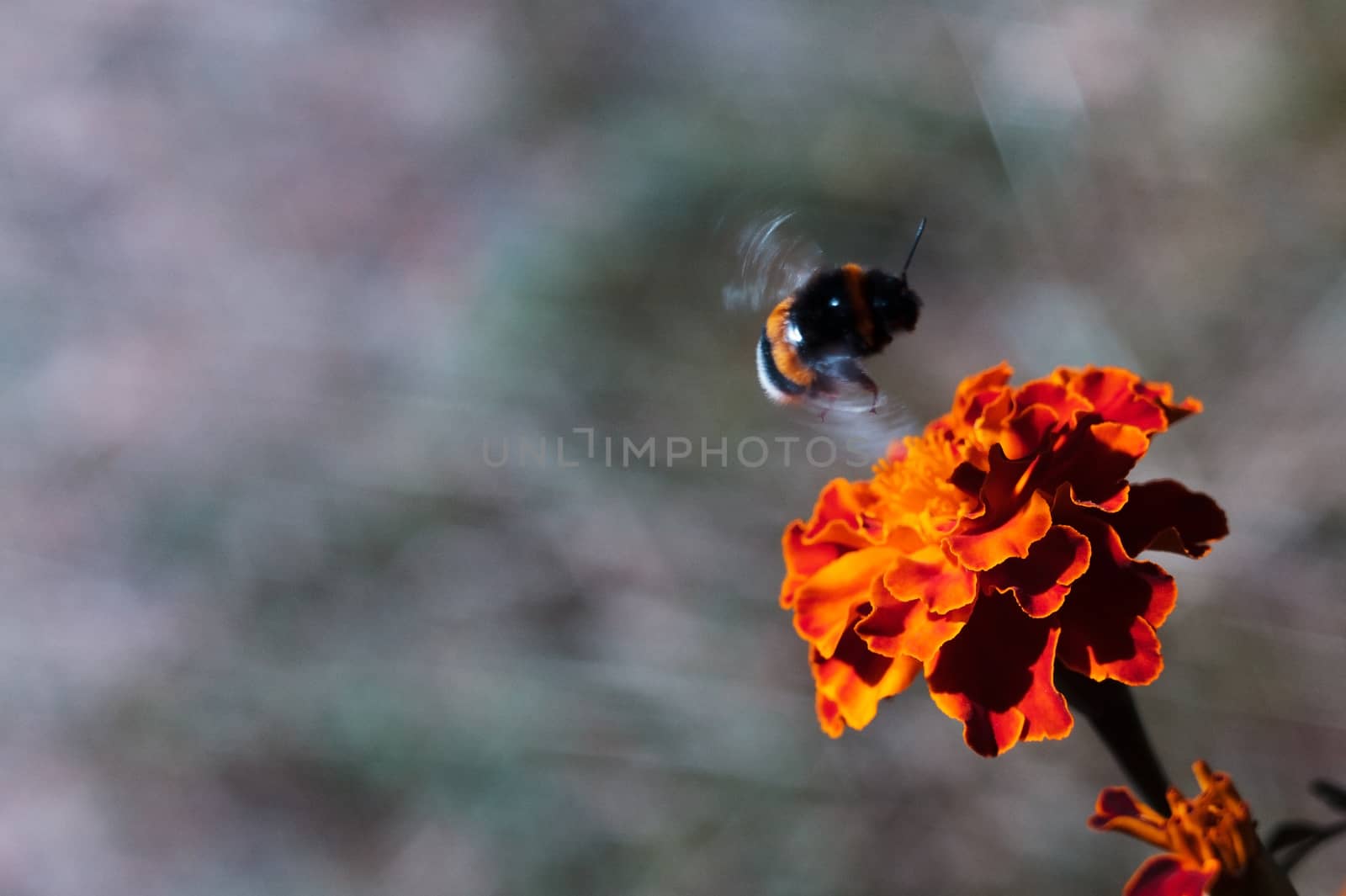 Black bumblebee flies by the inflorescence of the black-hens in the botanical garden. The flower is very rich and bright. Pollination of flowers is the purpose of a bumblebee.