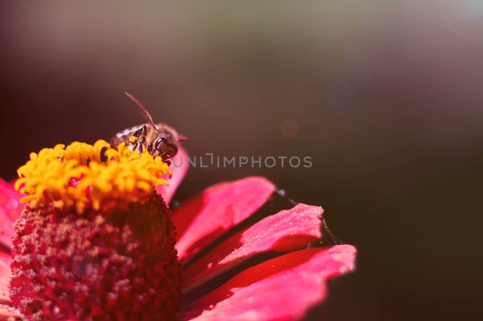 The bee collects the pollen from the flower of the pink zinnia. A macro of a bee on a zinnia flower.